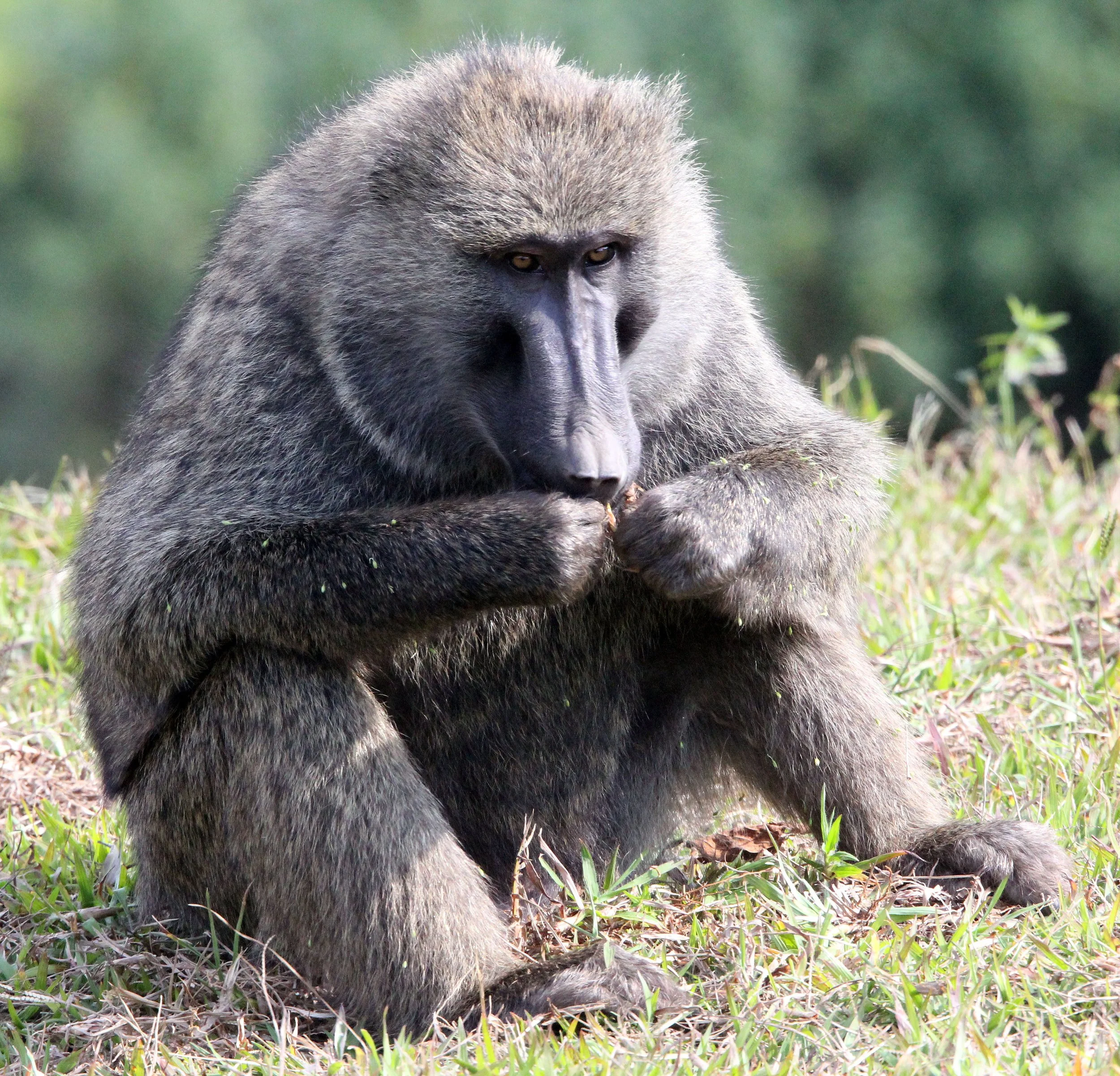 CERCOPITHECIDAE - Papio anubis - OLIVE BABOON - GREY FORM - NYUNGWE NATIONAL PARK RWANDA (314).JPG