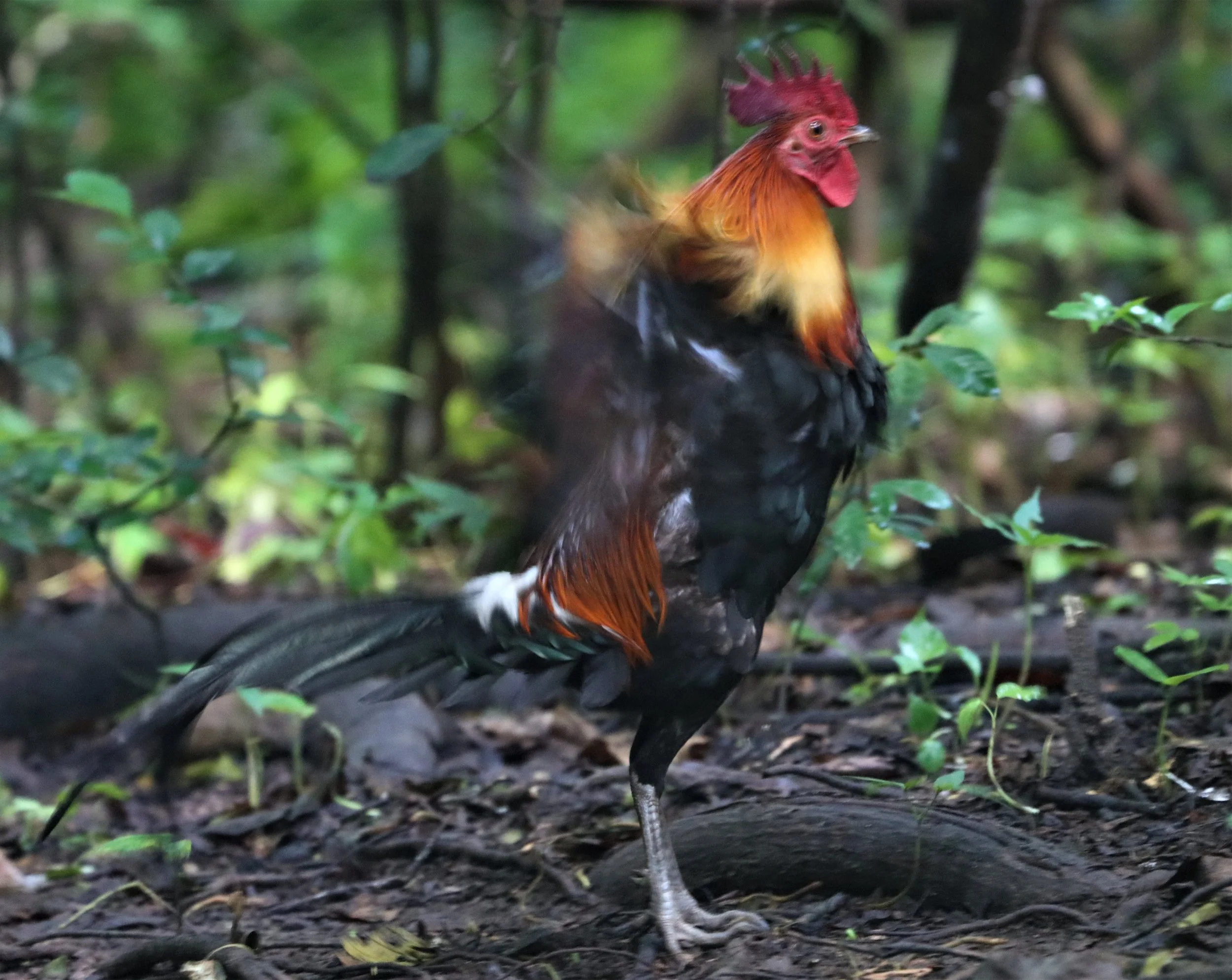 RED JUNGLE FOWL - Gallus gallus - LUNG SIN HIDE, KAENG KRACHAN MAY 2021 (9).jpg