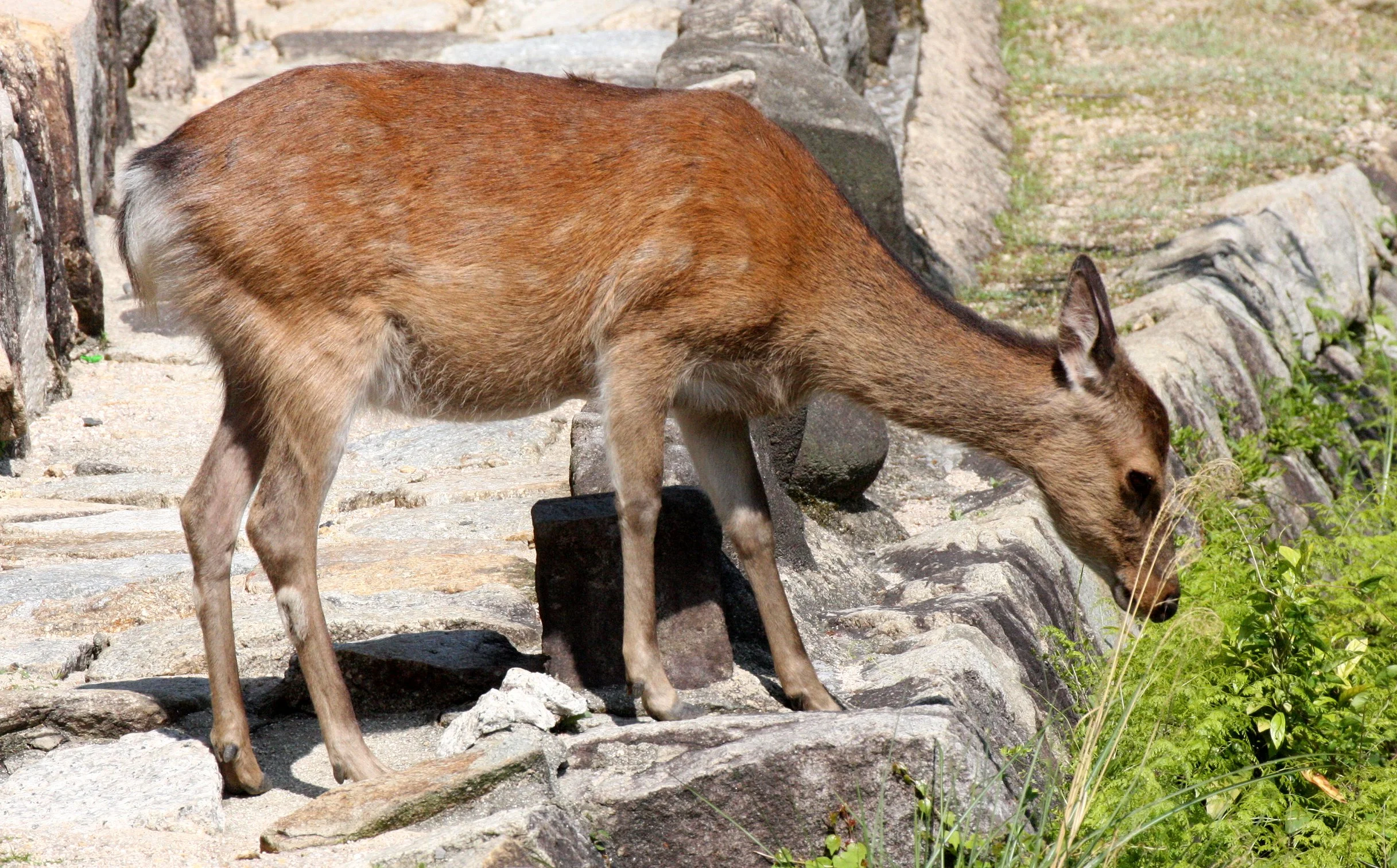 CERVID - DEER - SIKA DEER - JAPANESE SIKA DEER - CERVUS NIPPON NIPPON - MIYAJIMA ISLAND JAPAN (3).JPG