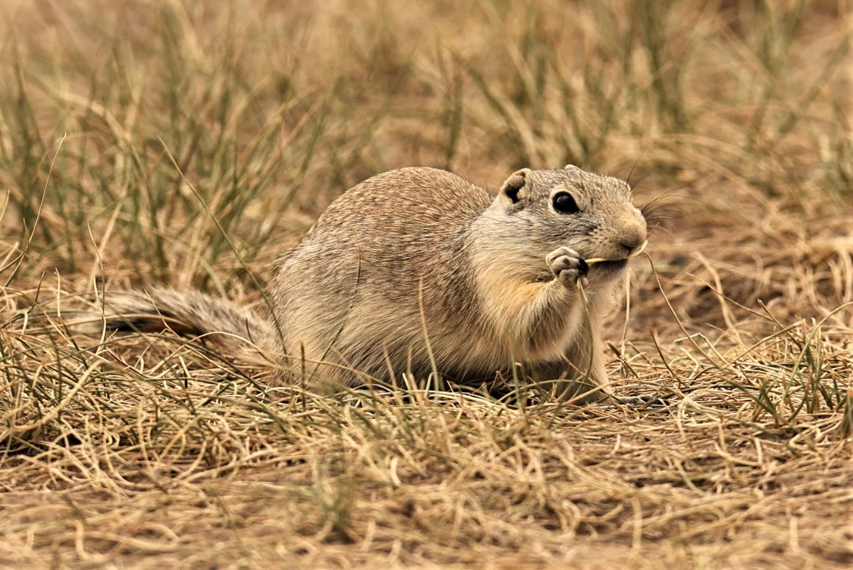 Genus Urocitellus Ground Squirrels — Coke Smith Wildlife