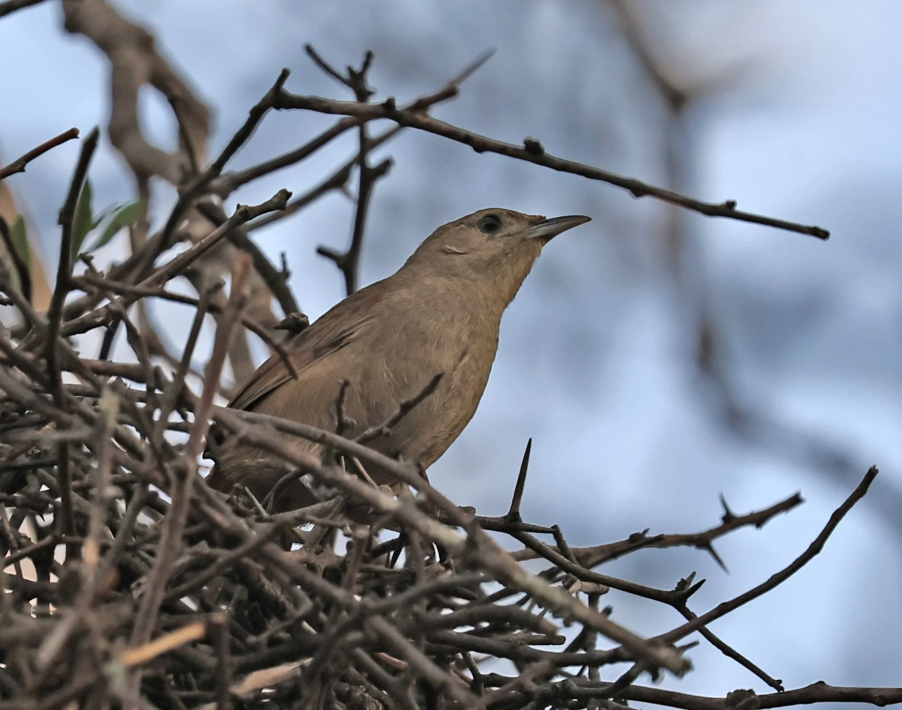 Rufous-fronted Thornbird (Phacellodomus rufifrons) Hotel Campestre Iparoma Paraguay  (1).jpg