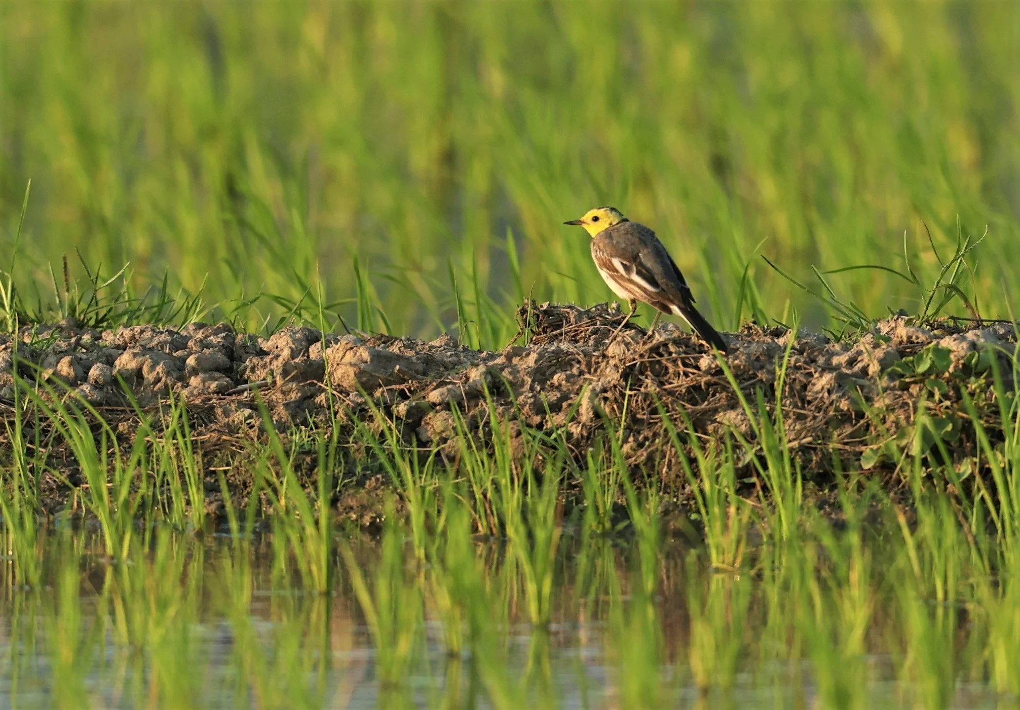 CITRINE WAGTAIL - Motacilla citreola - TATHORN RICEFIELDS CHIANG MAI FEB 2022 (81).jpg