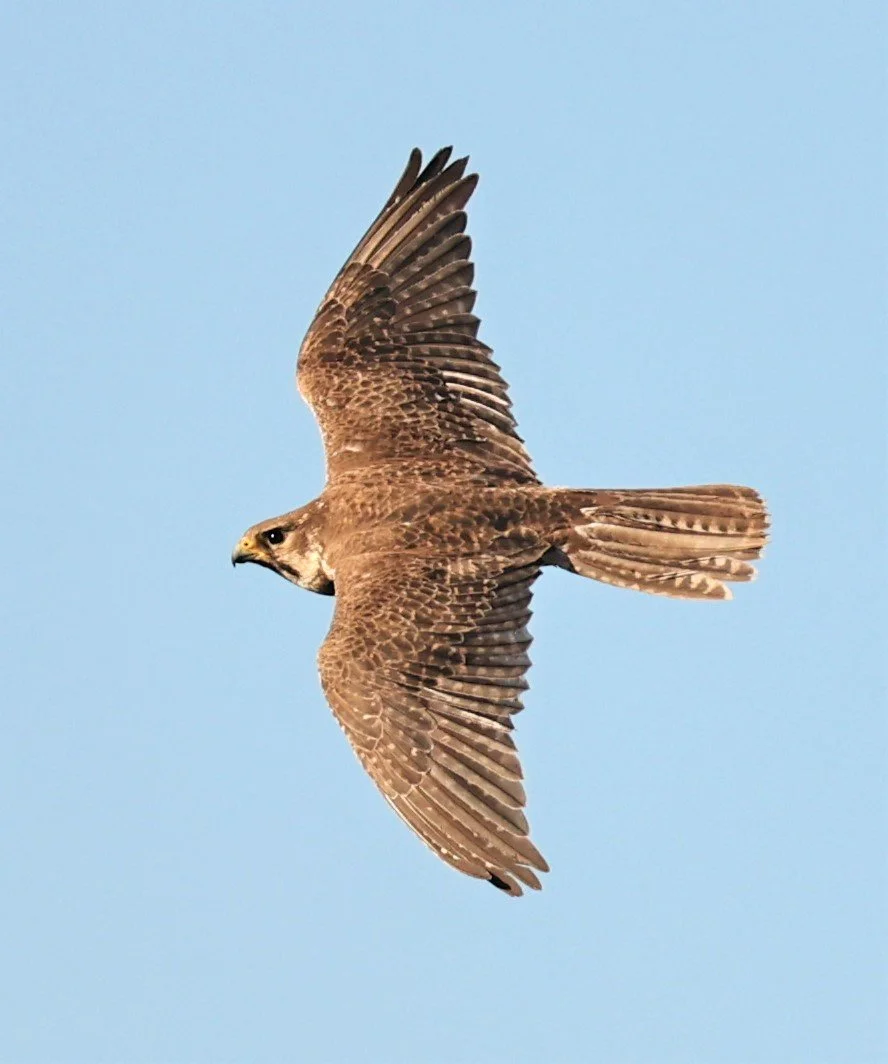 Falco mexicanus - PRAIRIE FALCON - MORLEY NELSON SNAKE RIVER BIRDS OF PREY NRA (34).jpg