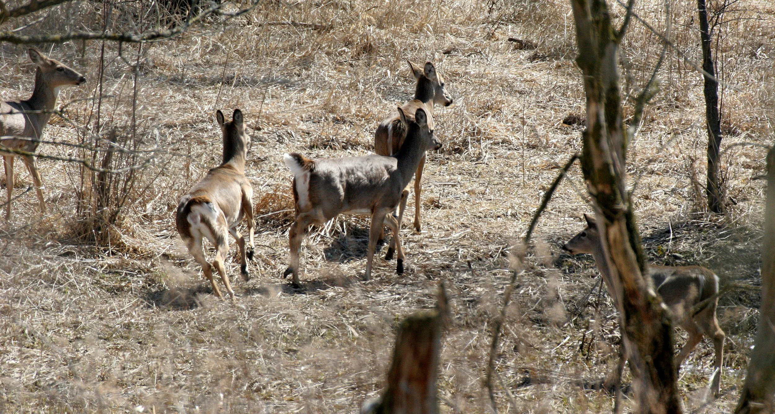 Odocoileus virginianus borealis - NORTHERN WHITE-TAILED DEER - SPRINGBROOK FOREST PRESERVE ILLINOIS (43).JPG