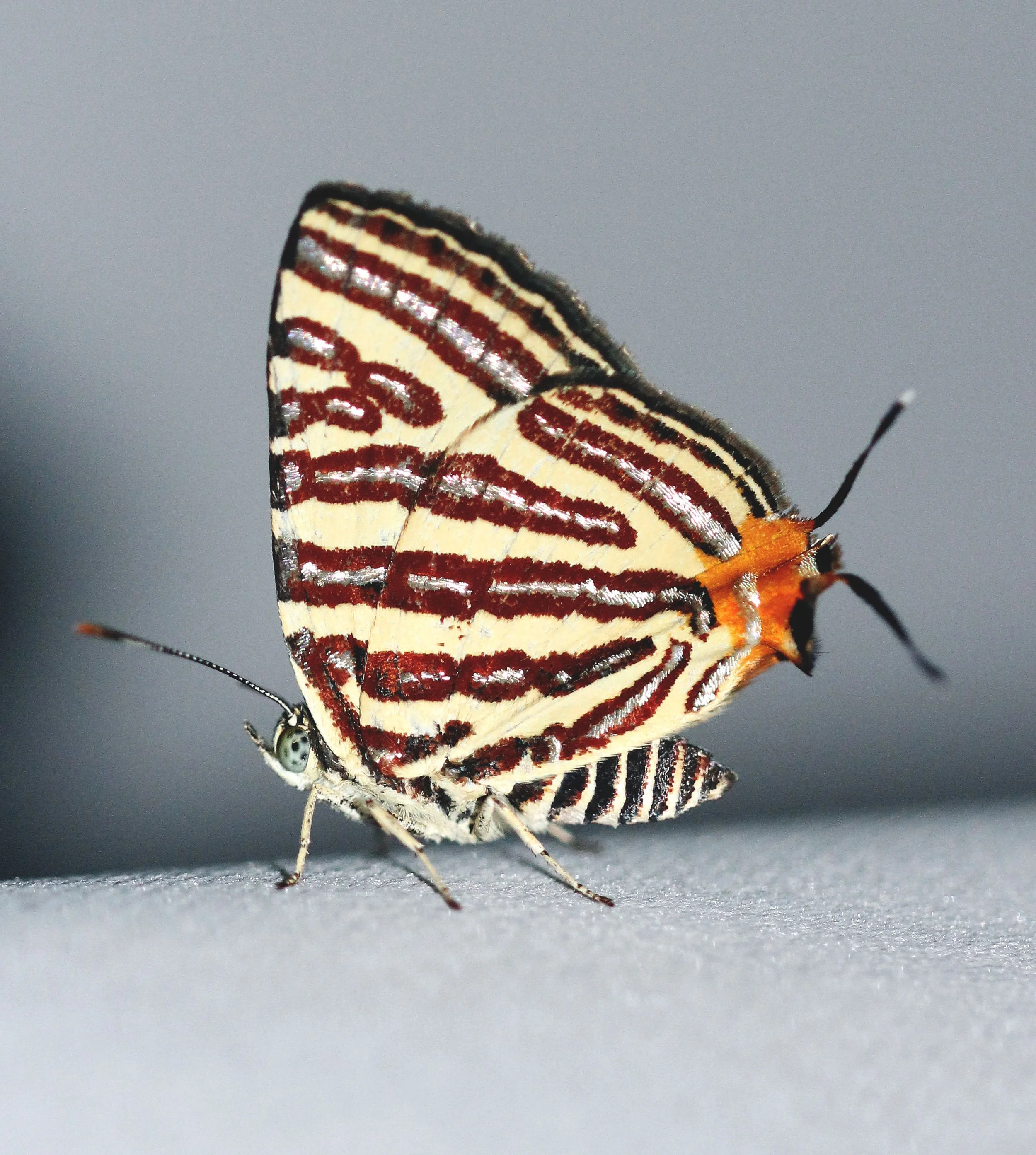 Lycaenidae - Long-banded Silverline (Spindasis lohita) Koh Lanta, Thailand (13).JPG