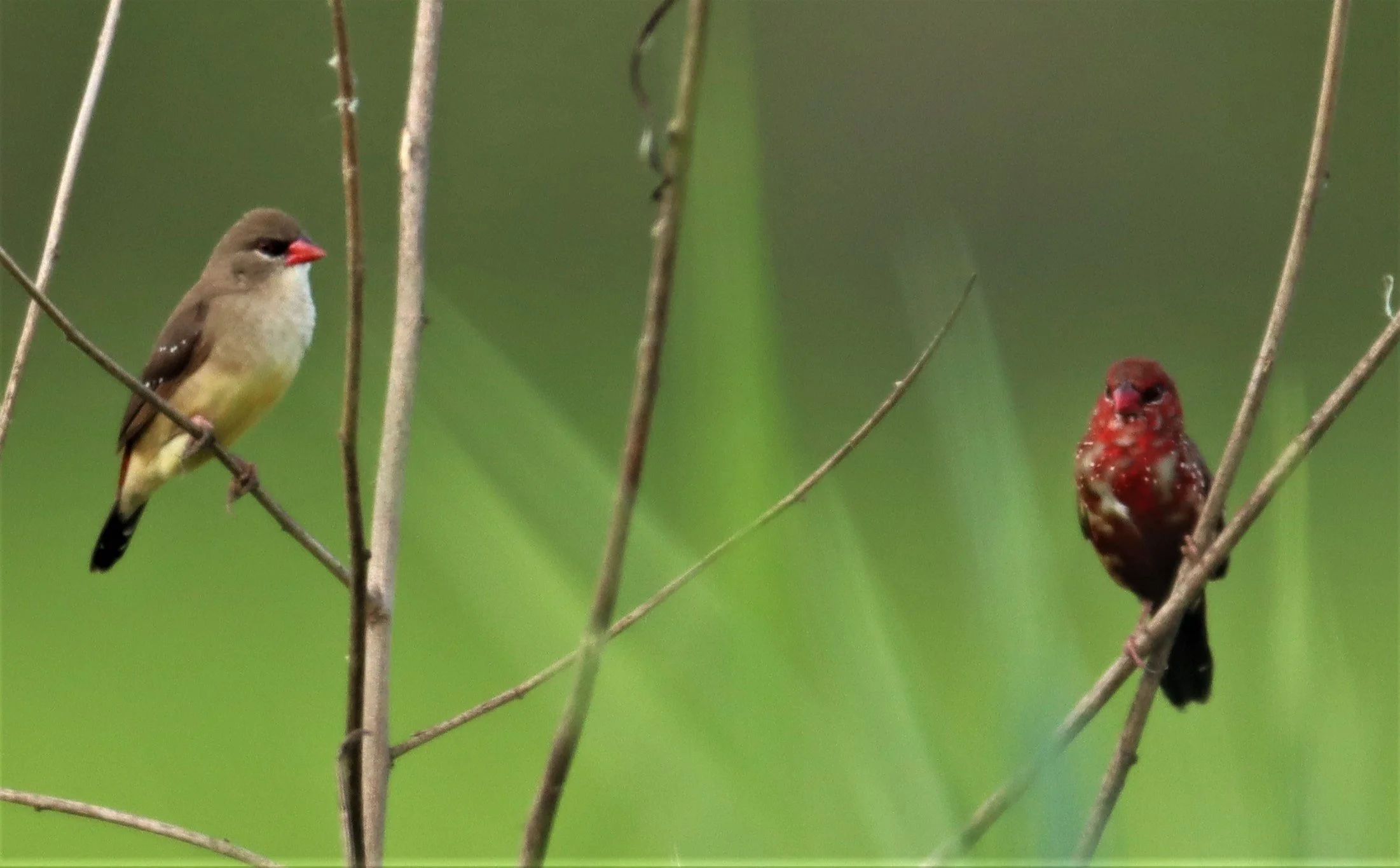 RED AVADAVAT - Amandava amandava - LAT KRABANG RICE FIELDS AT THAP YAO (25).jpg
