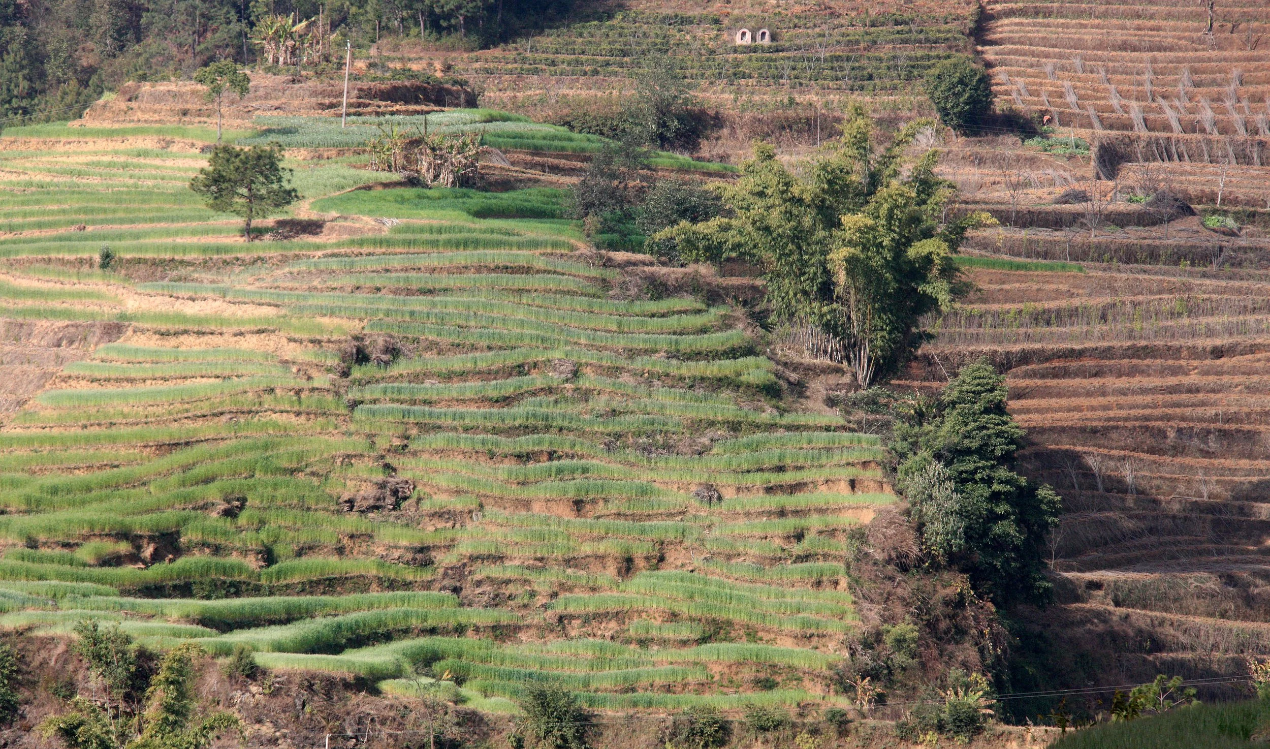 YUNNAN - WULIANGSHAN NATURE RESERVE AND SURROUNDING REGION (11).JPG