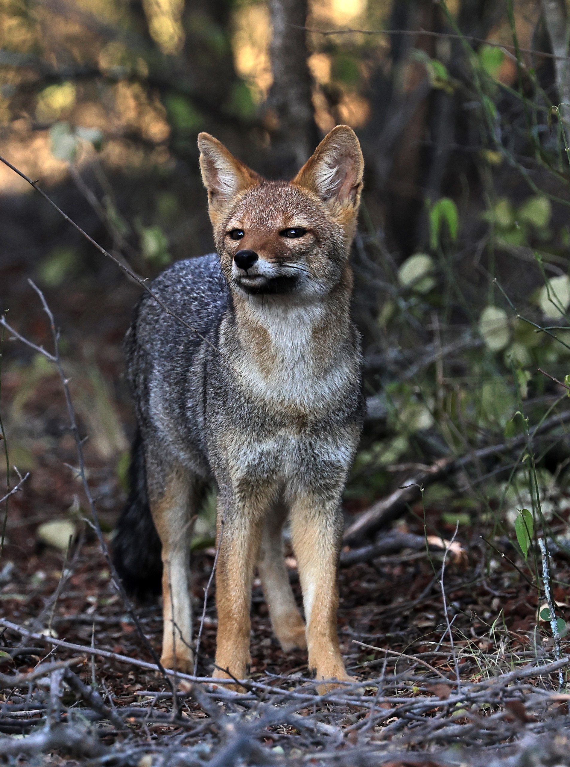 Pampas Fox (Lycalopex gymnocerca) Reserva Natural Canada el Carmen, Paraguay  (48).jpg