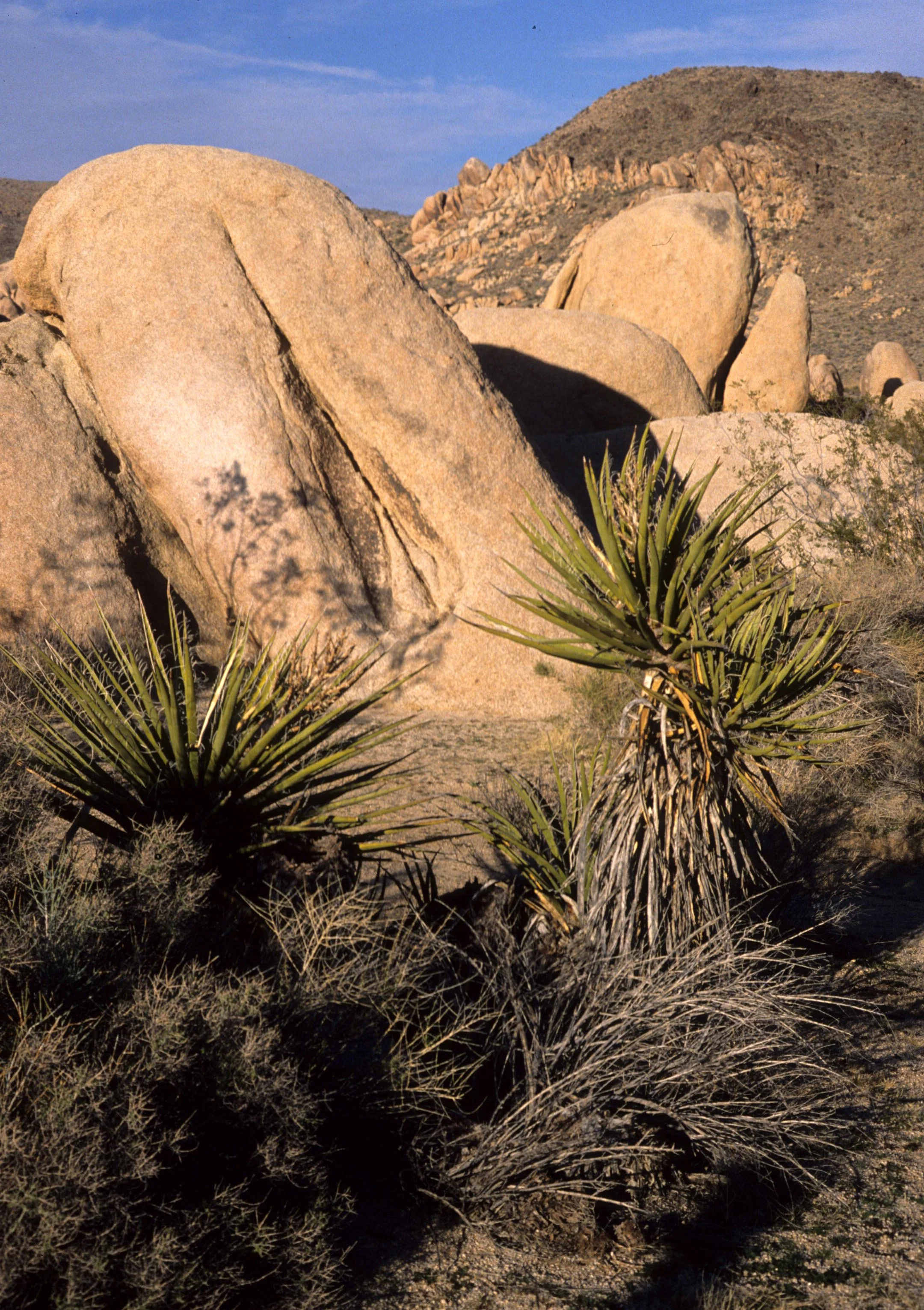 JOSHUA TREE - INSELBERGS  - PUSSY ROCK.jpg