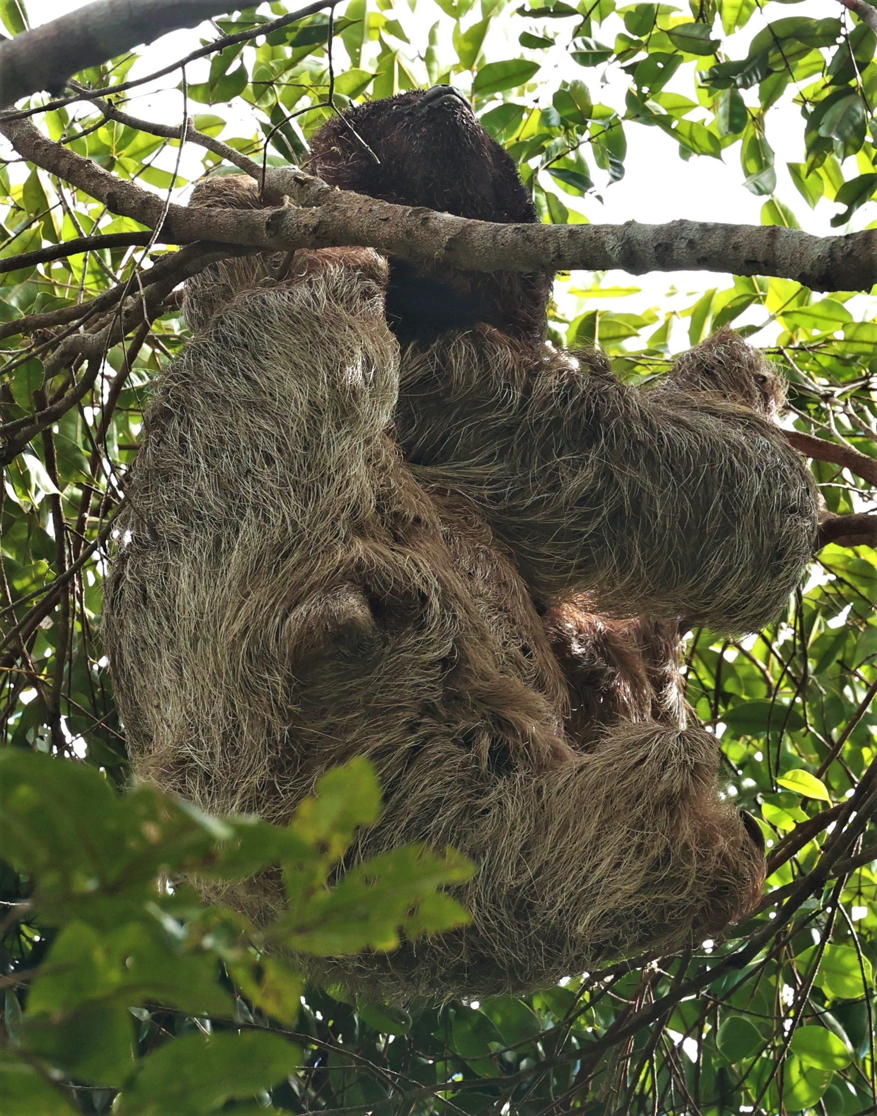 Maned Sloth Order Northern & Southern Maned Sloths — Coke Smith Wildlife