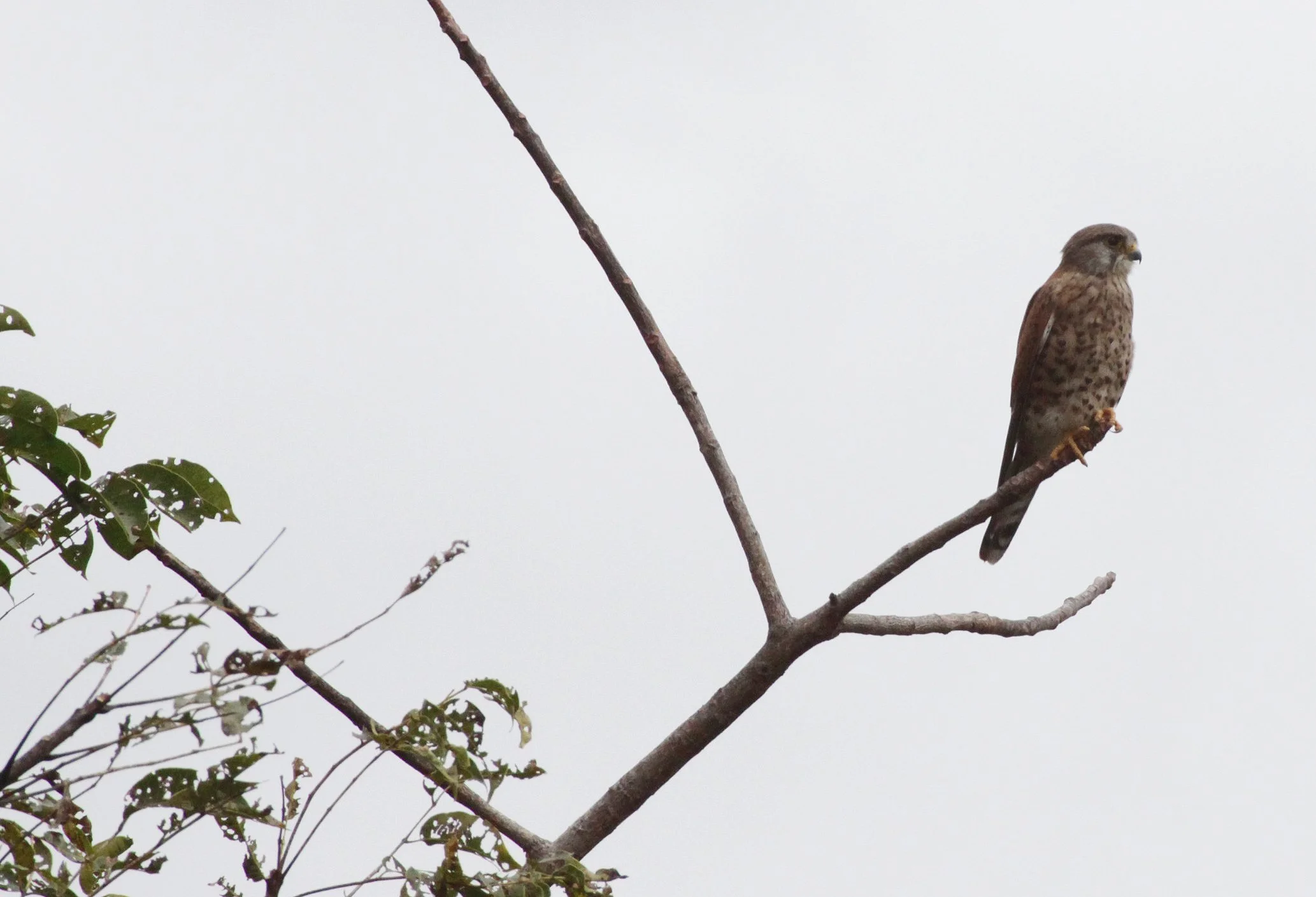 BIRD - KESTREL - MADAGASCAR KESTREL - ANKARANA NATIONAL PARK MADAGASCAR.JPG