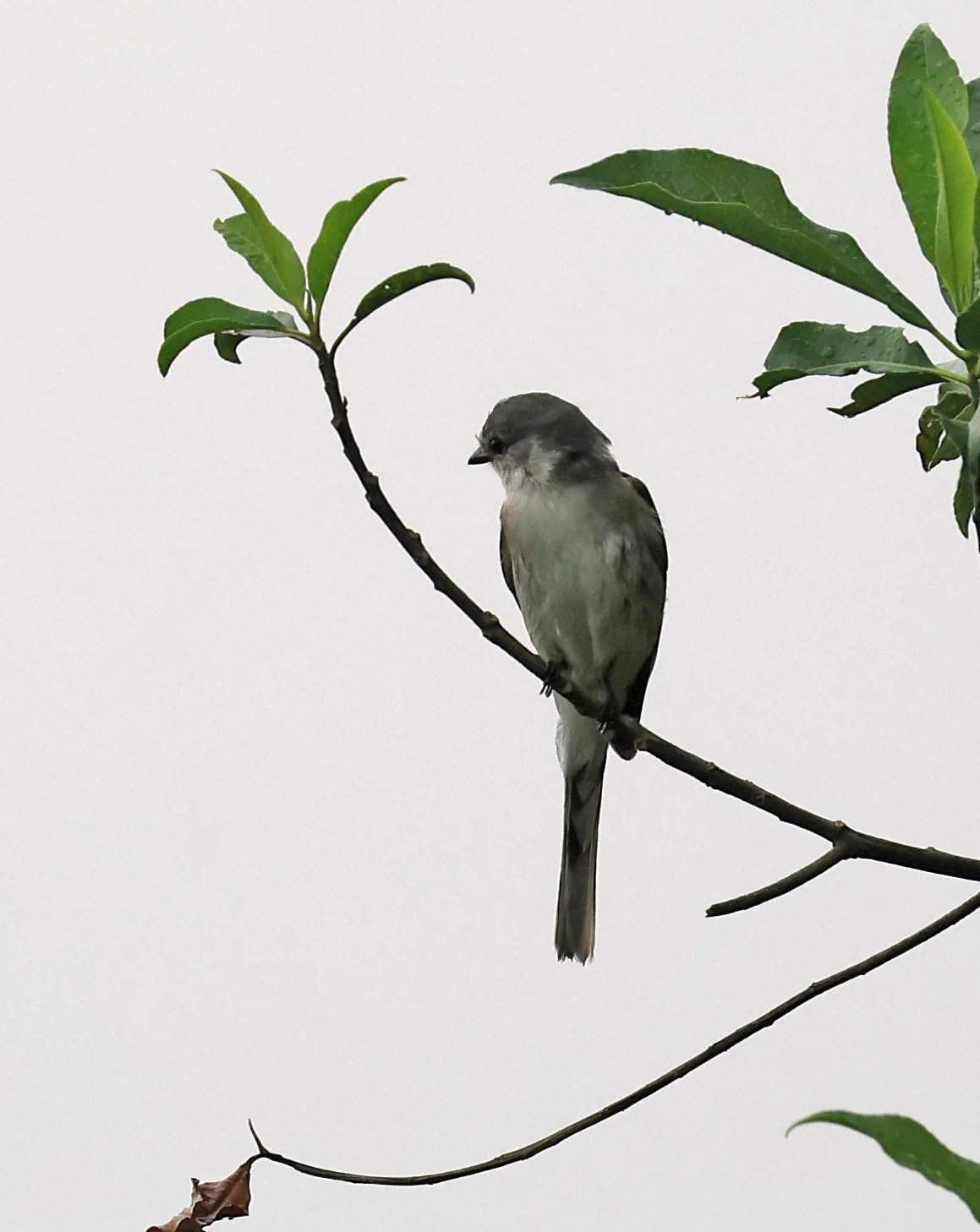 Brown-rumped Minivet (Pericrocotus cantonensis) Khao Yai National Park Feb 2026 Day 2 (3).jpg