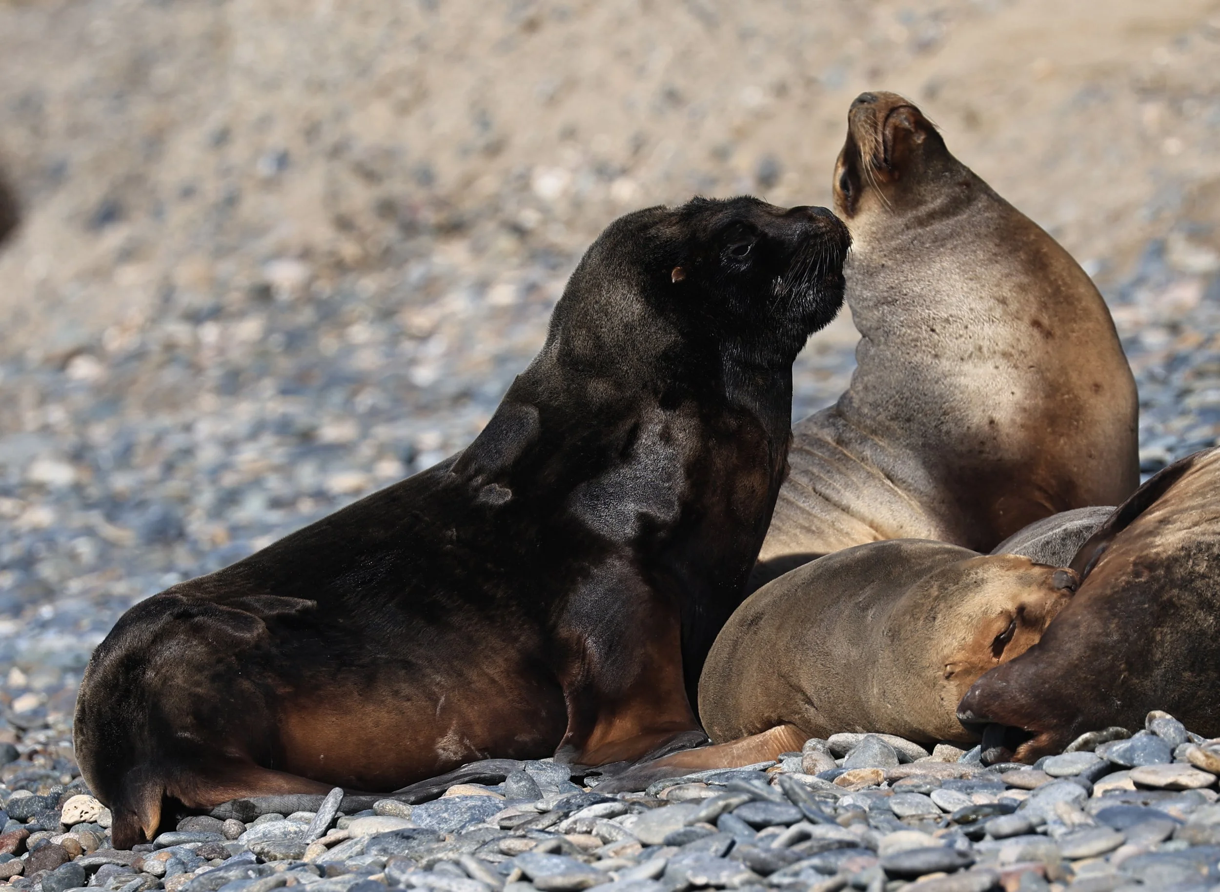 South American Sea Lion (Otaria flavescens) Puerto Rawson Argentina (47).jpg