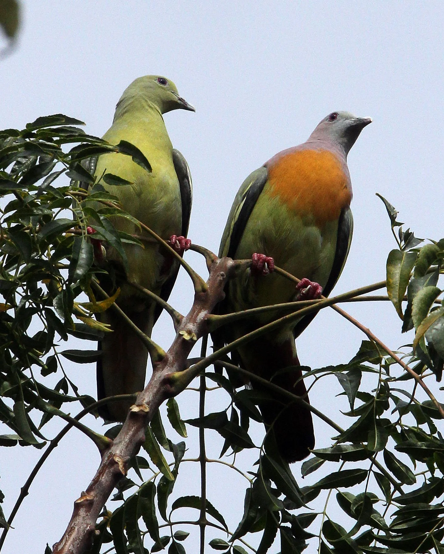 Pink-necked green pigeon (Treron vernans) Tangkoko NP Sulawesi Indonesia (1).JPG