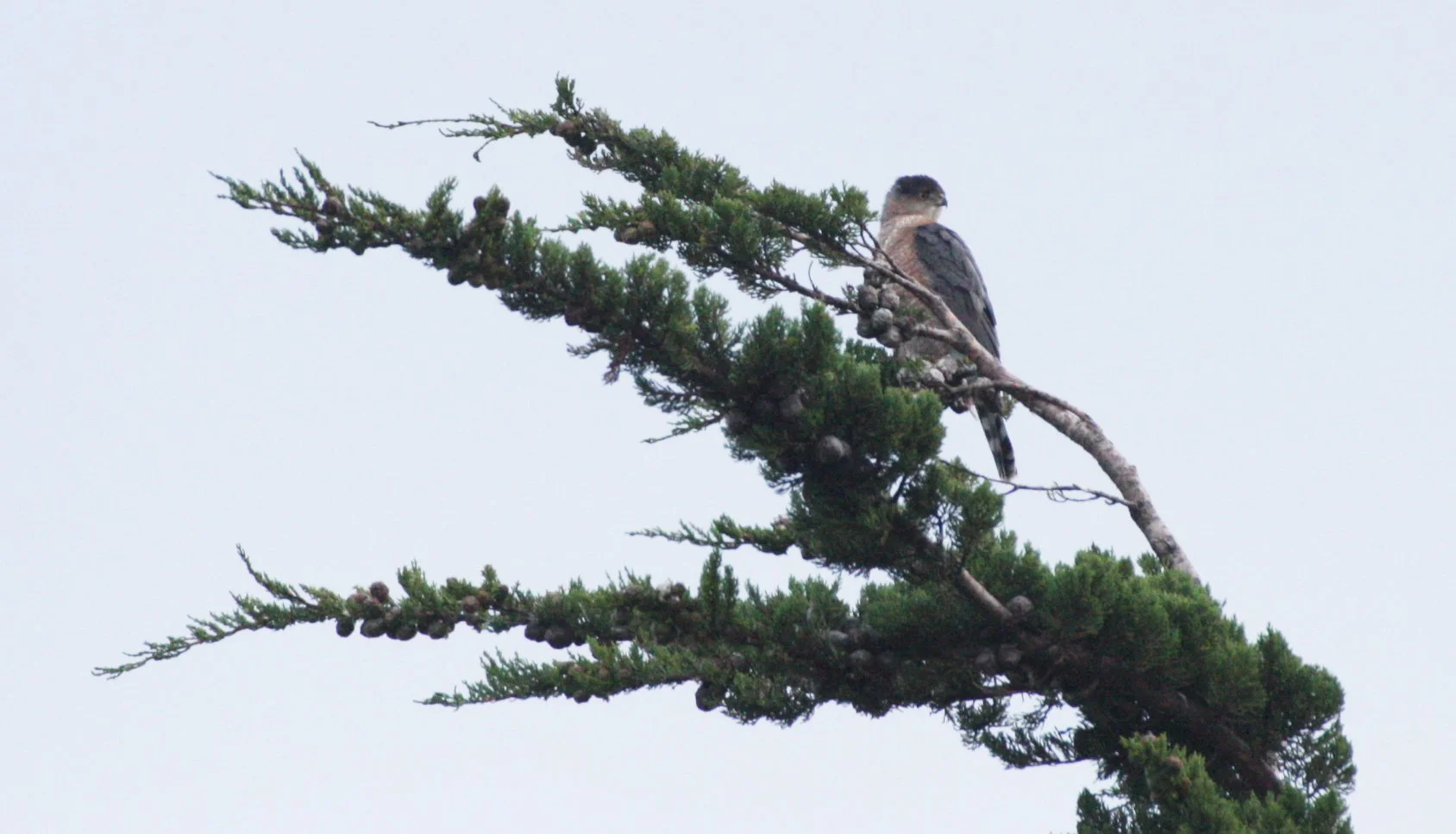 Accipiter cooperii - COOPERS HAWK - SEQUIM PRAIRIE (11).JPG