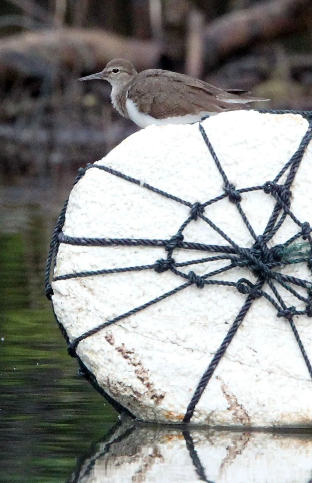 BIRD - SANDPIPER - COMMON SANDPIPER - TANGKOKO NATIONAL PARK SULAWESI INDONESIA (8).JPG