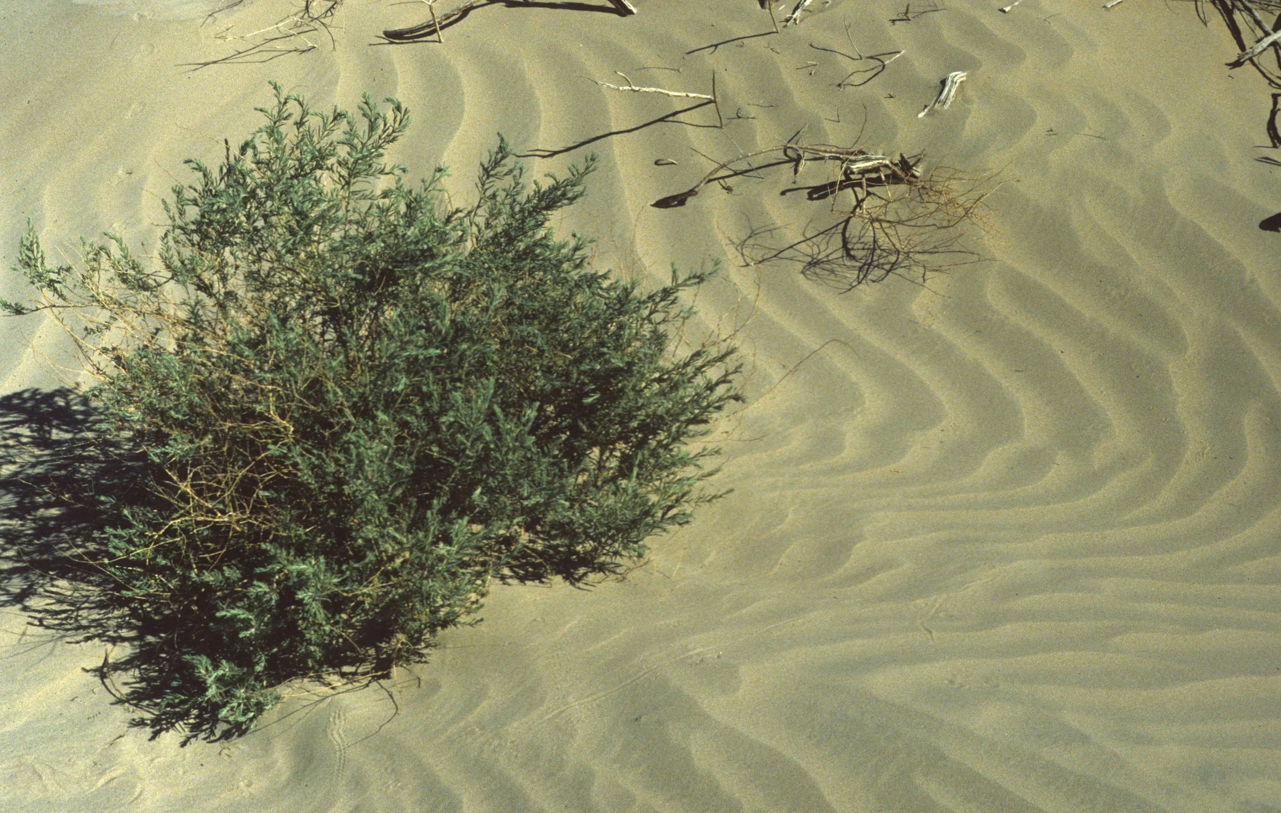DEATH VALLEY - SUAEDA TORREYANA - INKWEED A.jpg