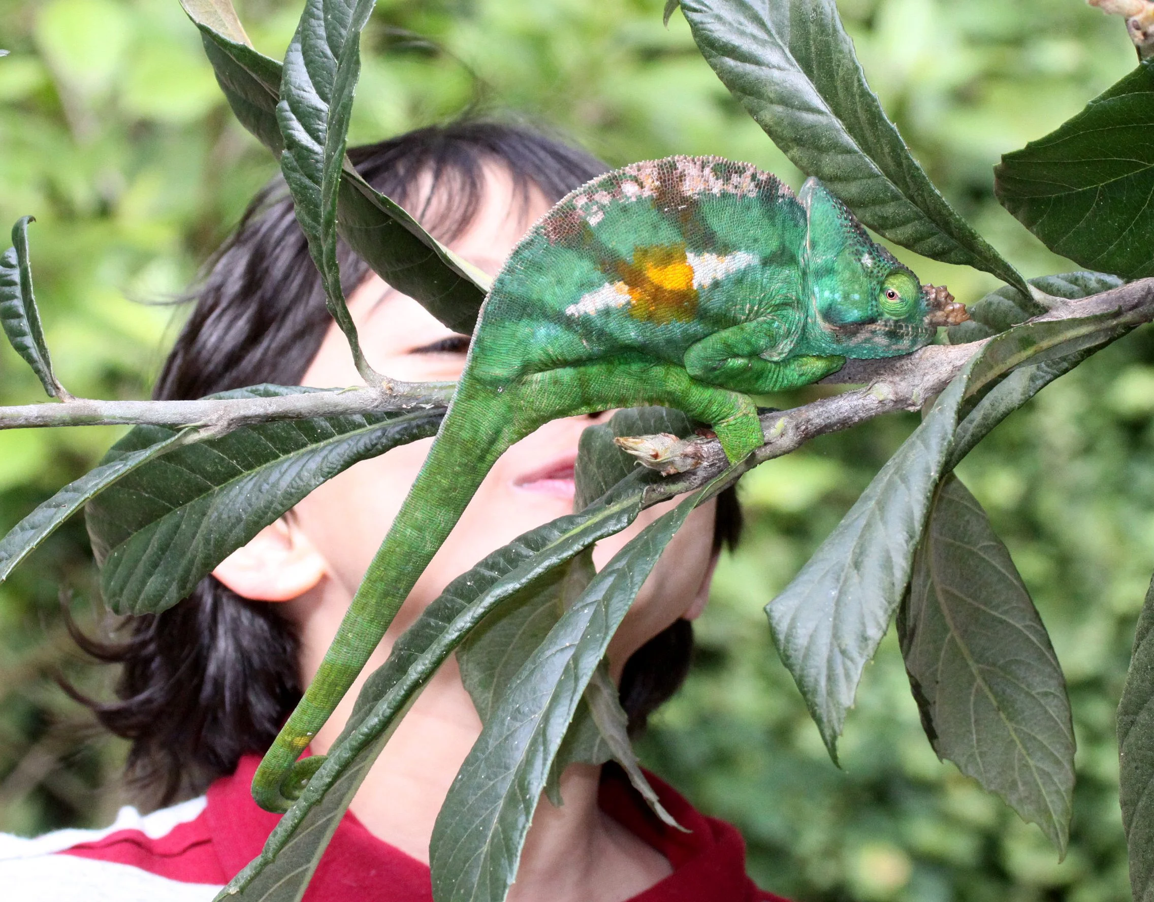 Calumma parsonii - PARSON'S CHAMELEON - MANTADIA NATIONAL PARK MADAGASCAR.JPG