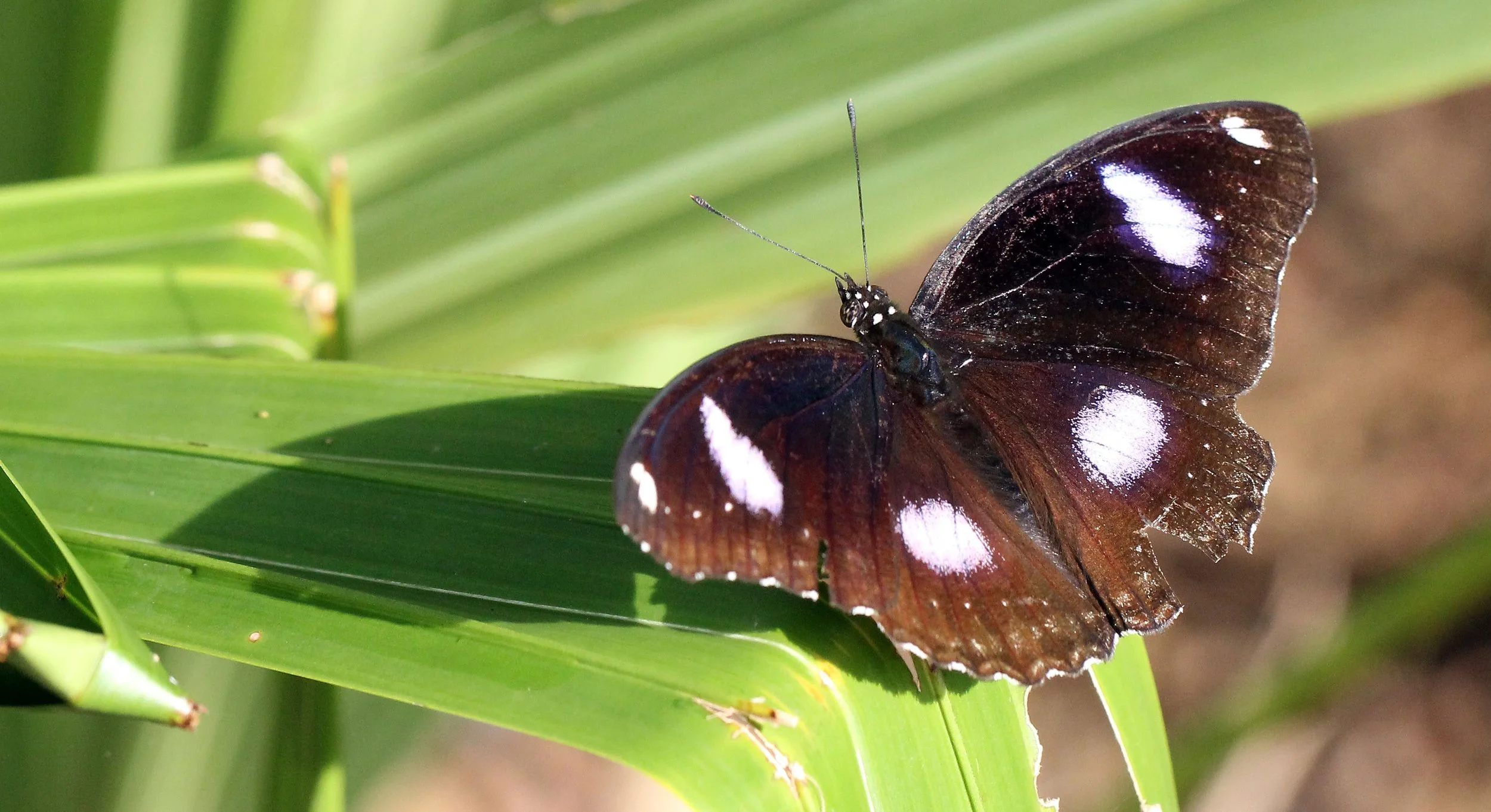 Nymphalidae - Hypolimnas bolina - Koh Lanta Thailand 