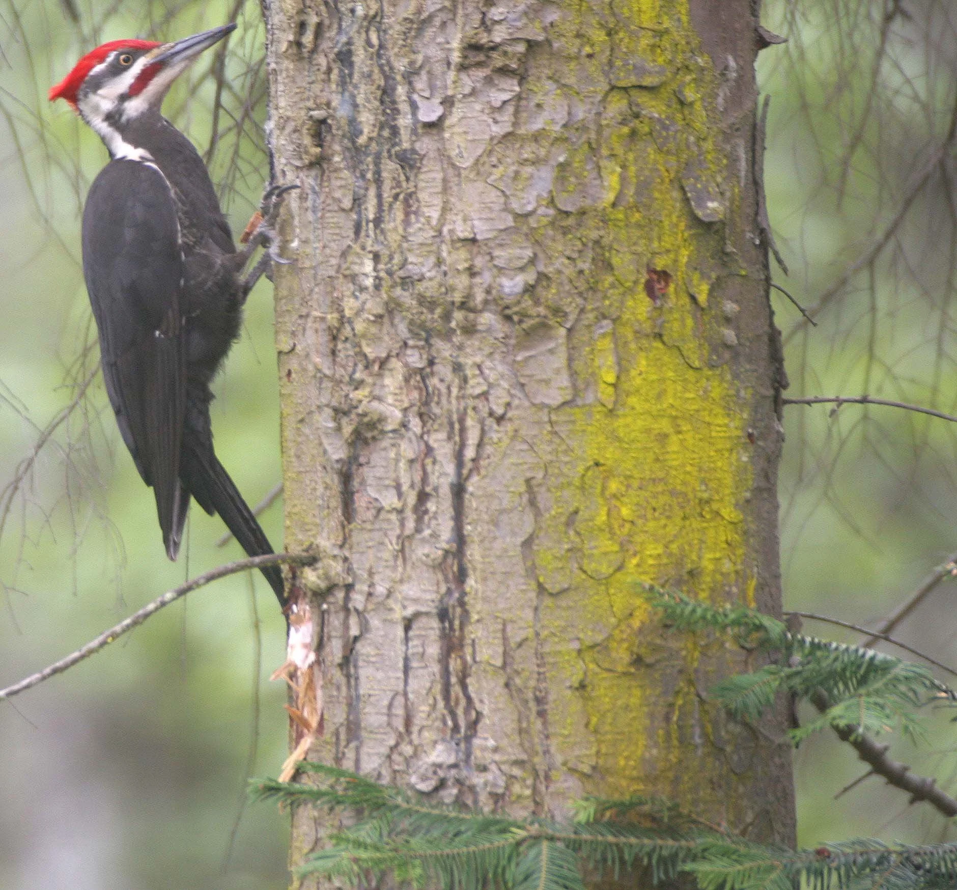 BIRD - WOODPECKER - PILEATED WOODPECKER - GASMAN (26).jpg