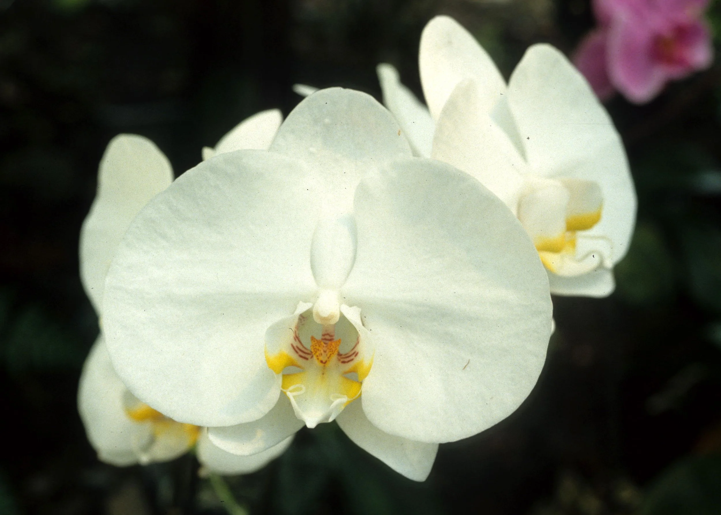 HAWAII - HAWAII - ORCHID - PHALEANOPSIS SPECIES.jpg