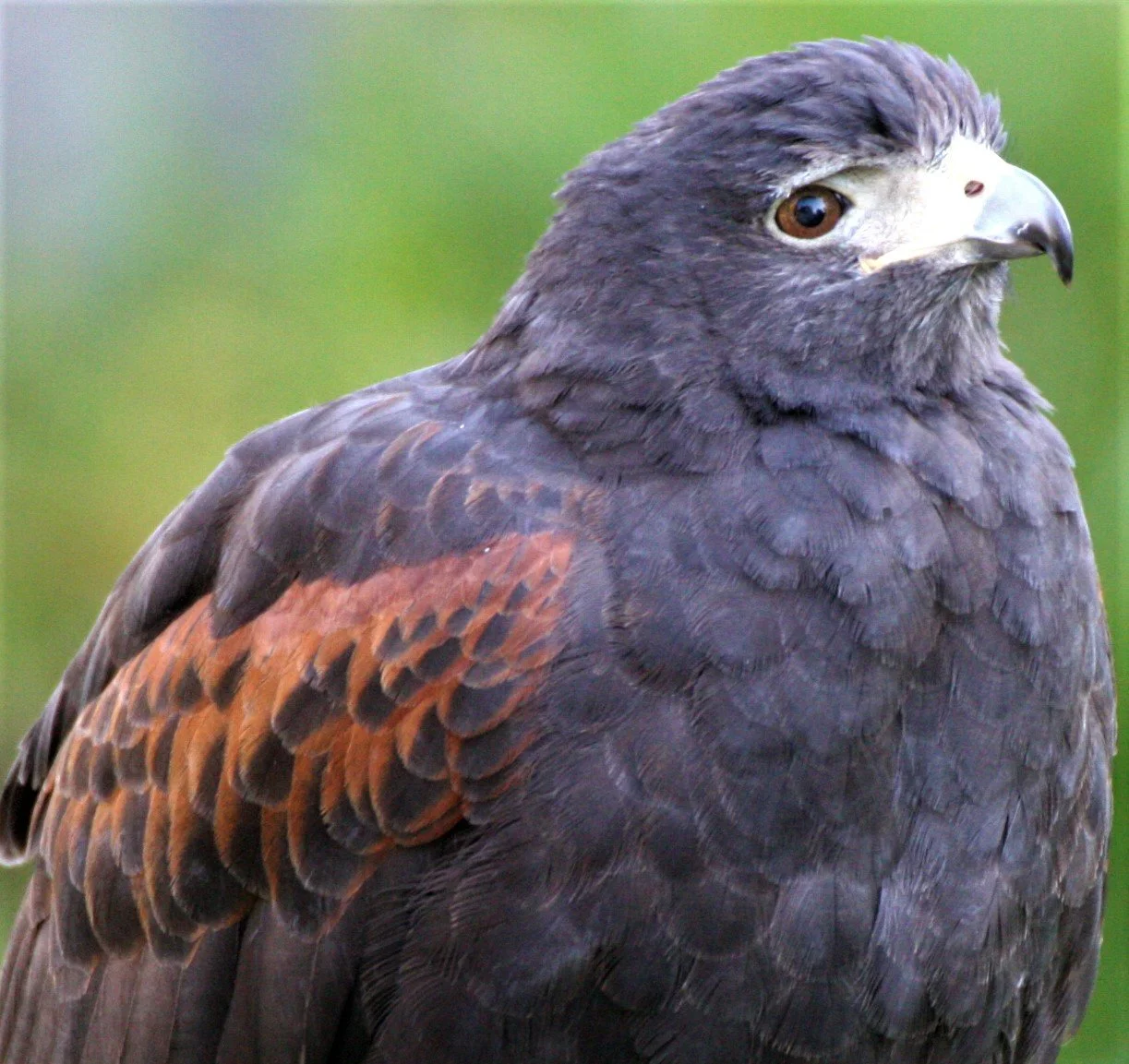Parabuteo unicinctus - HARRIS'S HAWK - WOODLAND PARK WA aa.jpg