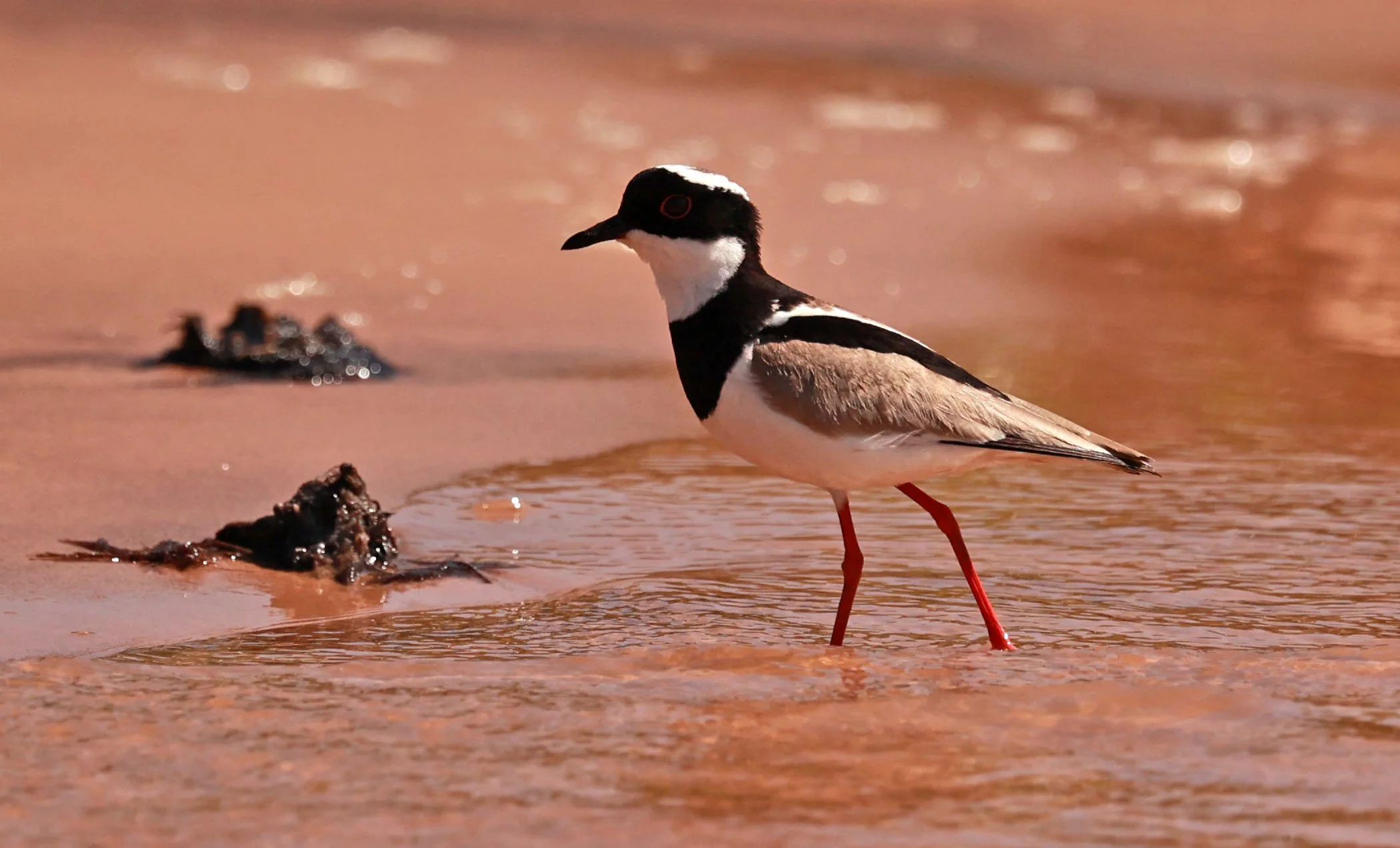 Lapwing - Pied Lapwing or Plover - Vanellus cayanus - Pantanal, Encontro das Águas State Park, Porto Jofre, Cuiaba River, Brazil day 3 (4).jpg