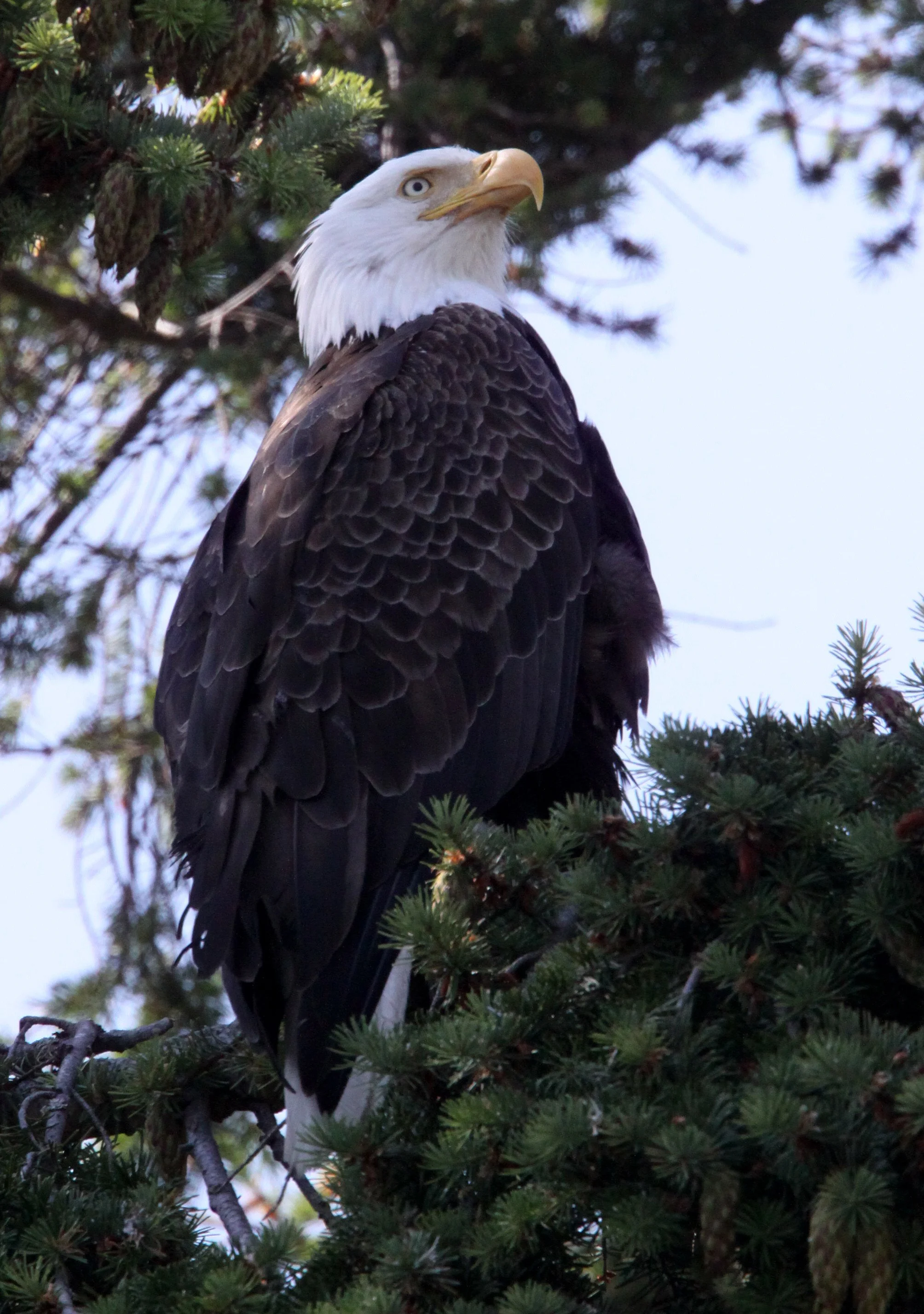 BIRD - EAGLE - BALD EAGLE - MARINE DRIVE SEQUIM WA (37) - Copy.JPG