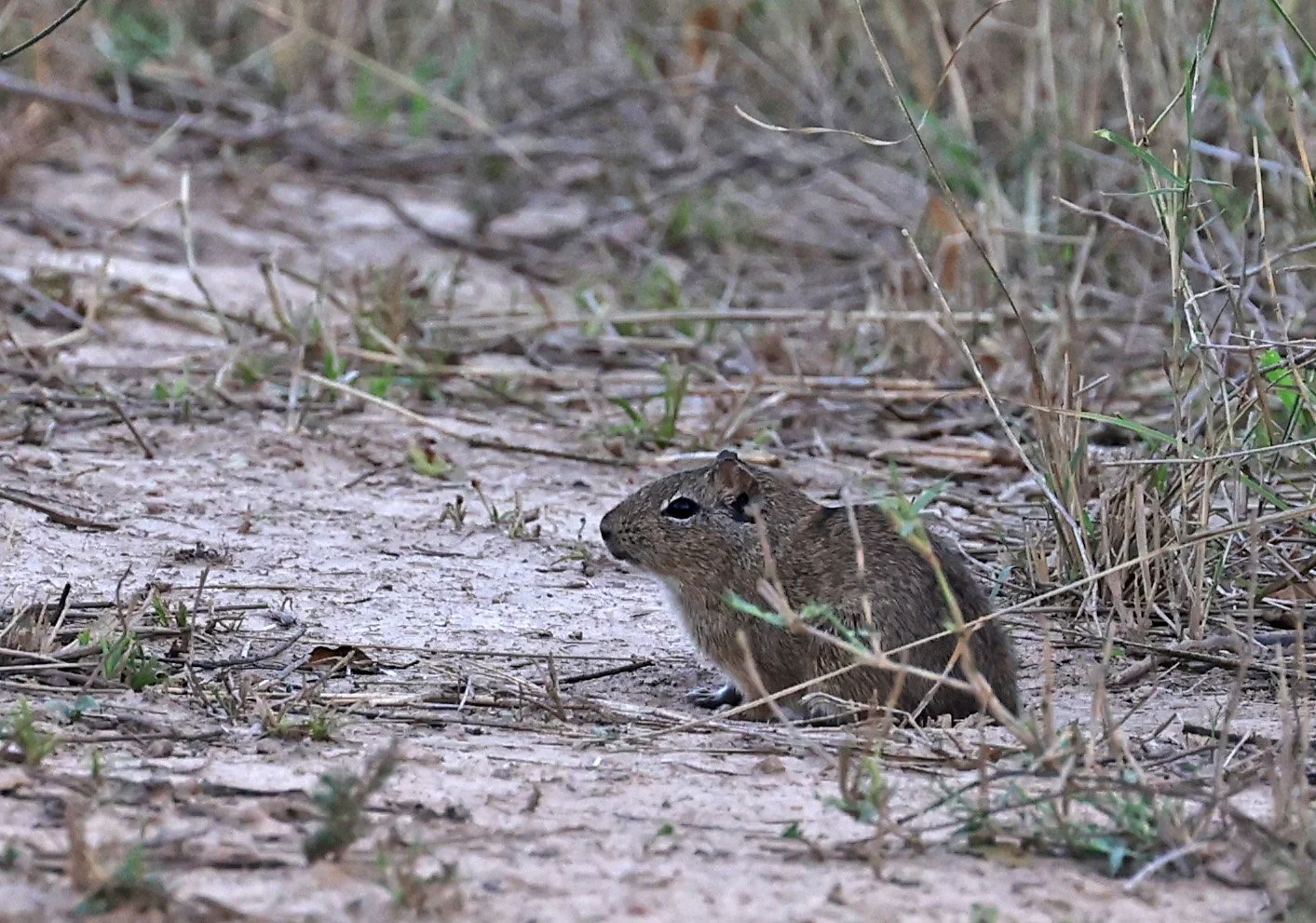 Lowland Yellow-Toothed Cavy (Galea leucoblephara) Hotel Campestre Iparoma Paraguay  (10).jpg