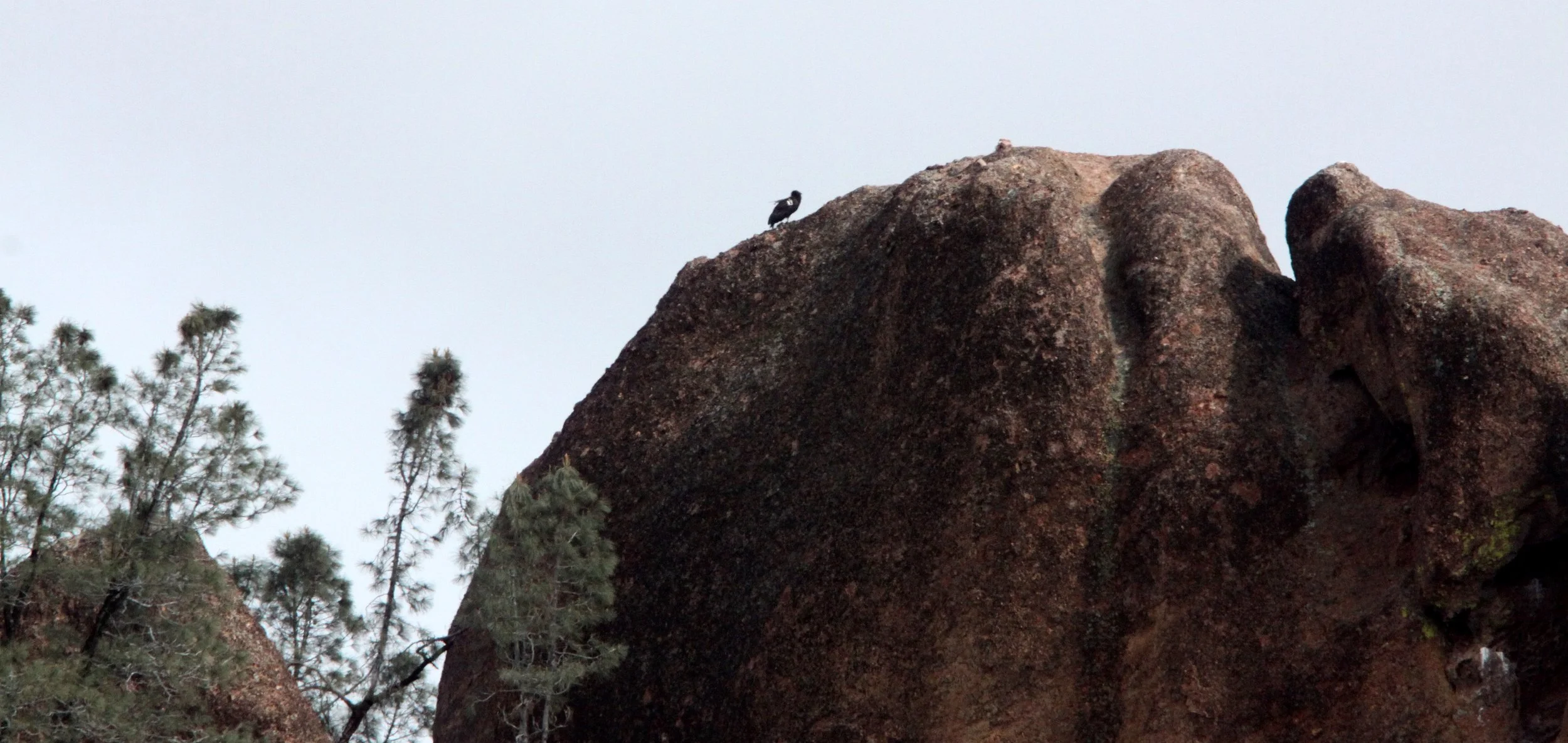 Gymnogyps californianus - CALIFORNIA CONDOR - PINNACLES NATIONAL MONUMENT CALIFORNIA (9).JPG
