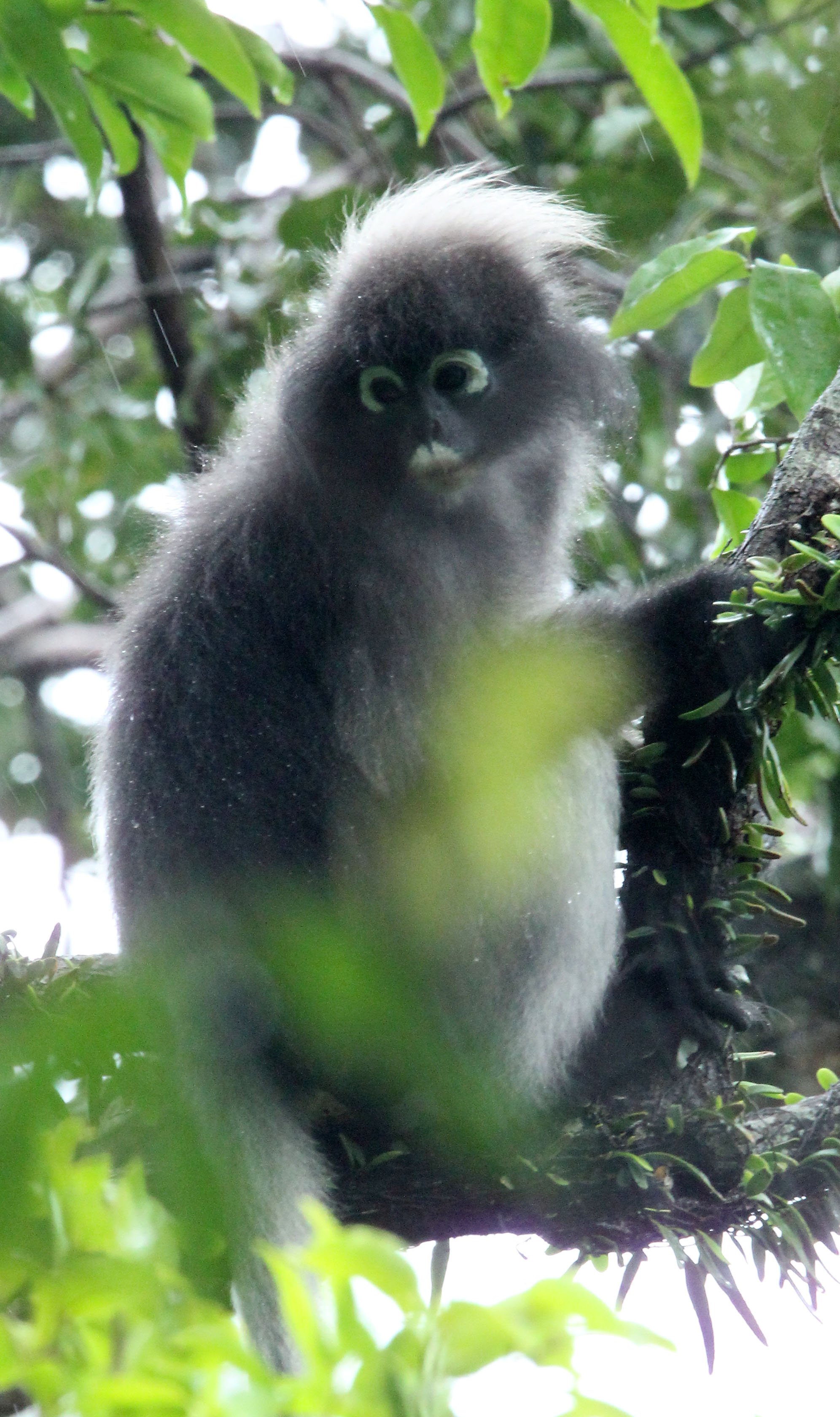 CERCOPITHECIDAE - Trachypithecus obscurus flavicauda - BLOND-TAILED DUSKY LANGUR - KAENG KRACHAN NATIONAL PARK THAILAND (24).JPG