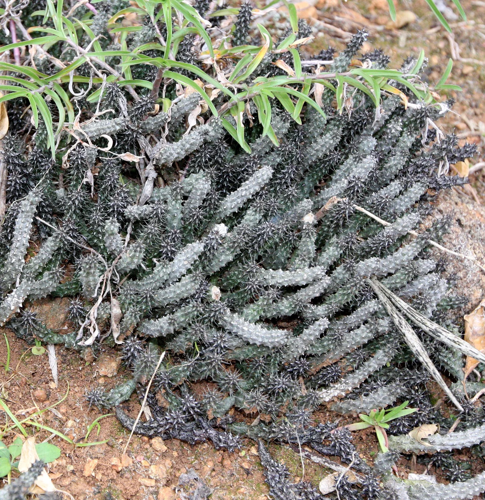 PLANT - EUPHORBIA DURANII - ANDOHAHELA NATIONAL PARK MADAGASCAR (2).JPG