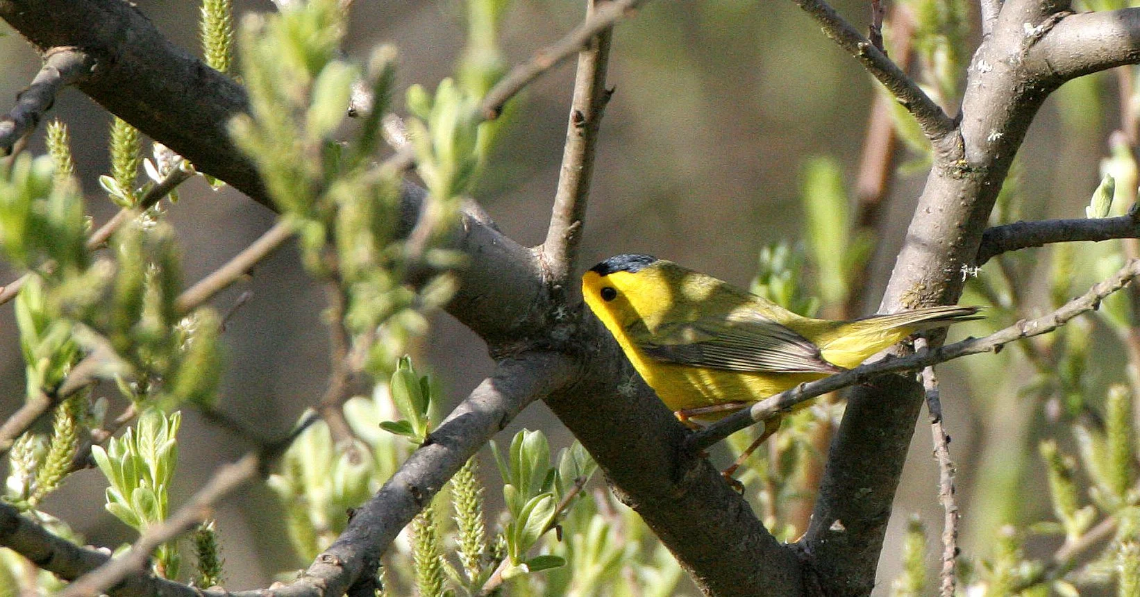 BIRD - WARBLER - WILSON'S WARBLER - WILSONIA PUSILLA - LAKE FARM WOODS WA (11).JPG