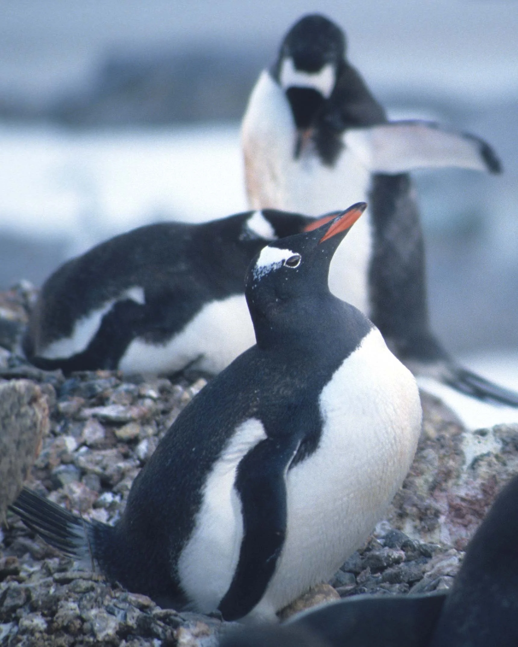 Gentoo Penguin (Pygoscelis papua) Danco Island Antarctic Peninsula (28).jpg
