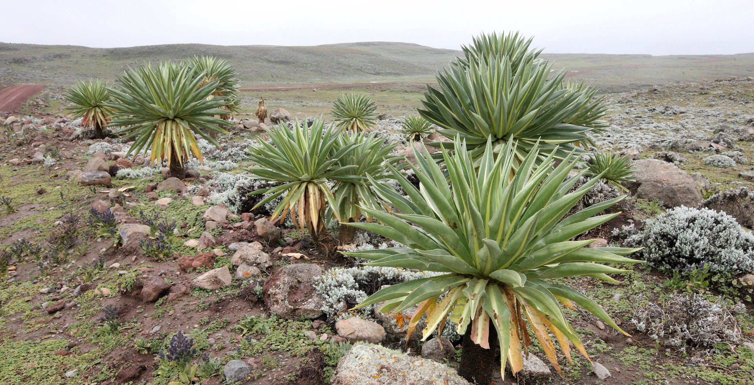 BALE MOUNTAINS NATIONAL PARK ETHIOPIA - SANETTI PLATEAU (39).JPG