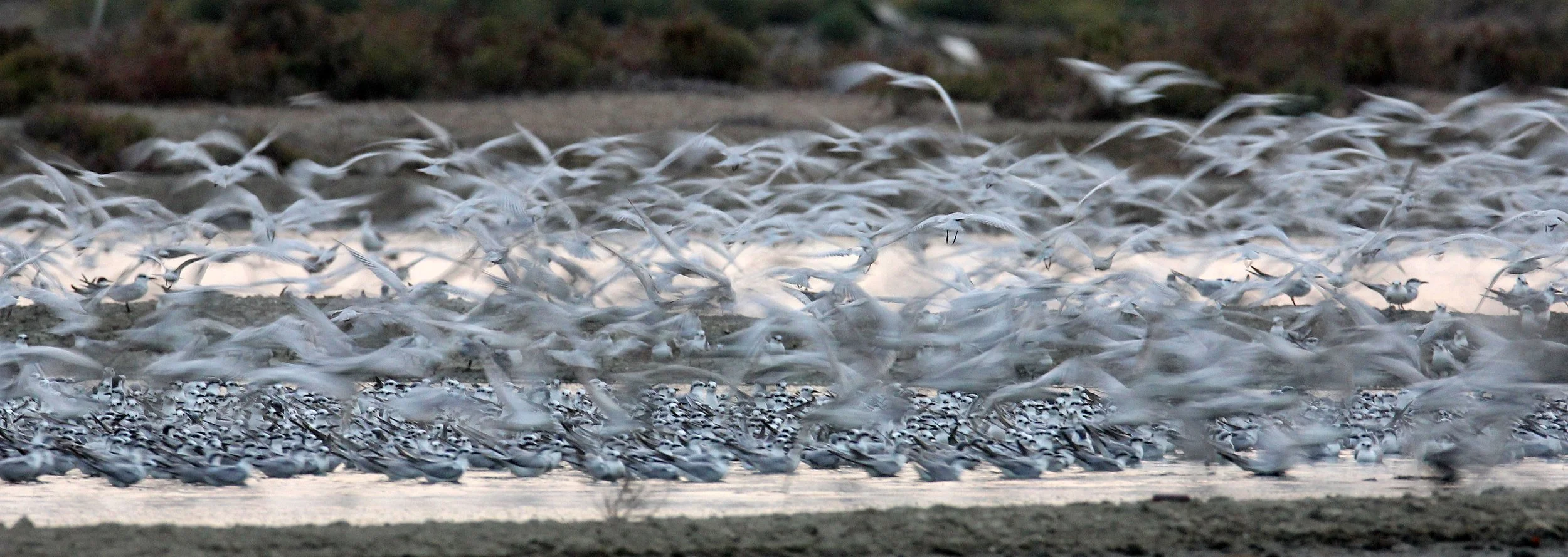 BIRD - TERN SPECIES MIXED FLOCK - WHISKERED AND LITTLE - KOK KHAM MAJACHAI  SALT PONDS - THAILAND (12).JPG