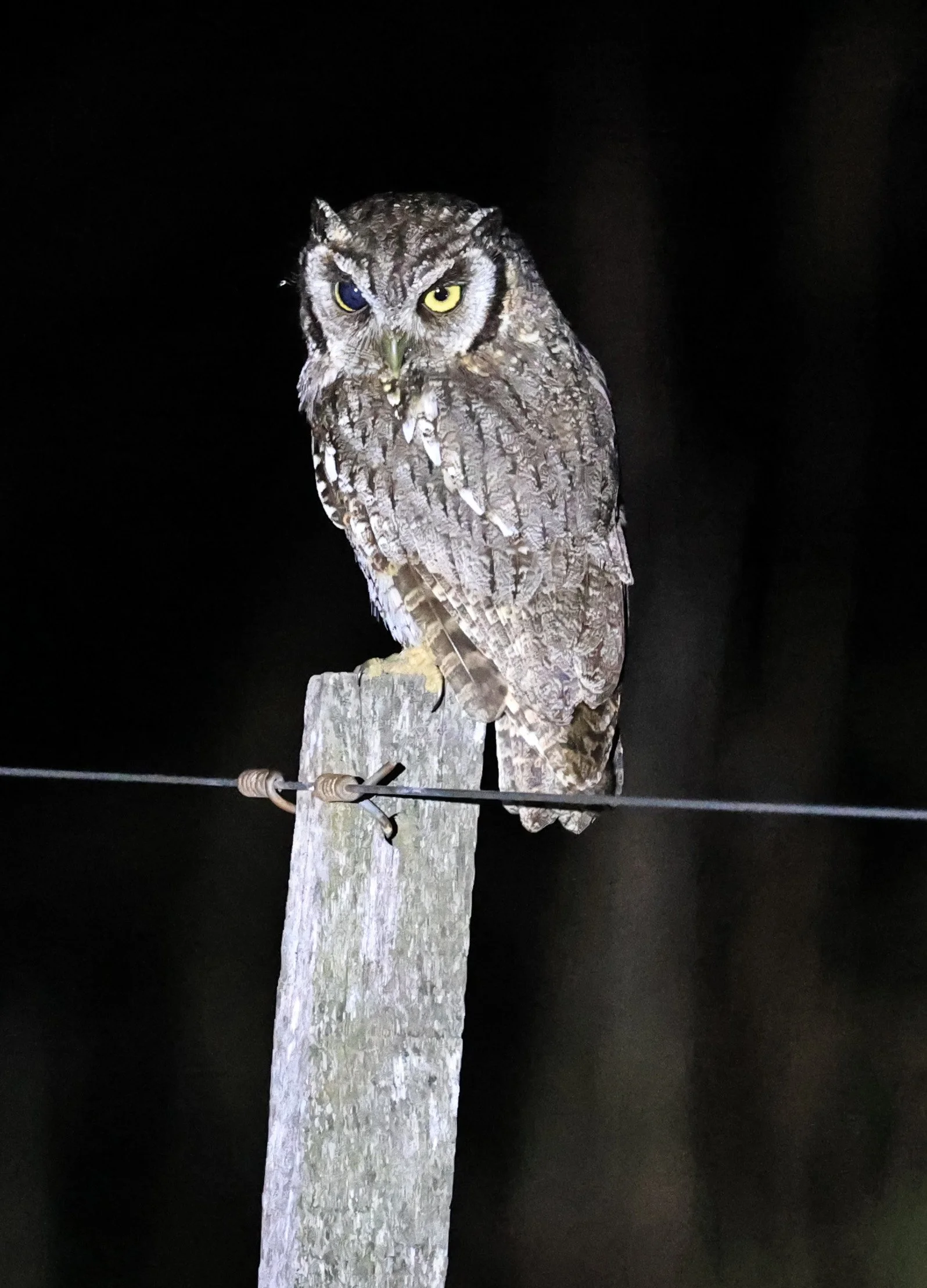 Tropical Screech-Owl (Megascops choliba) Hotel Campestre Iparoma Paraguay (8).jpg