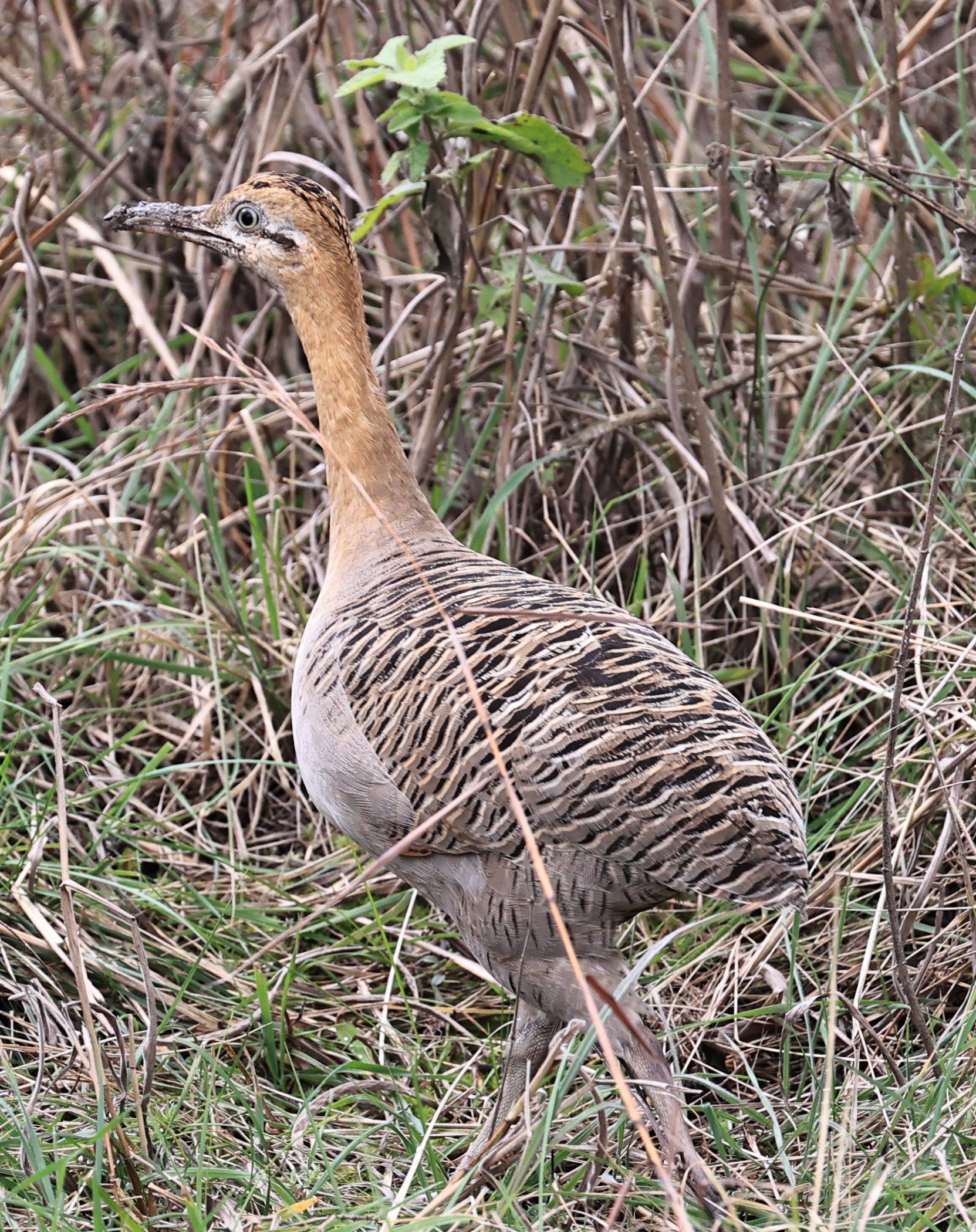 Red-winged Tinamou (Rhynchotus rufescens) El Palmar National Park, Entre Rios, Argentina 