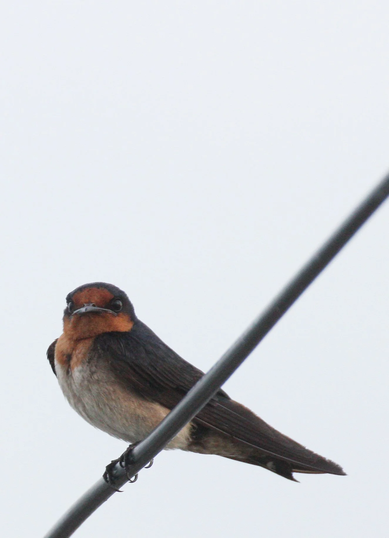 Pacific Swallow (Hirundo tahitica) Pak Nakhon Thailand (11).JPG