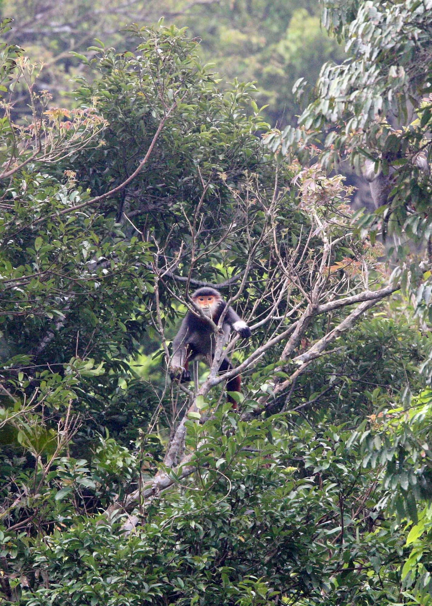 CERCOPITHECIDAE - Pygathrix nemaeus - RED-SHANKED DOUC - SON TRA PENINSULA DA NANG VIET NAM (7).JPG
