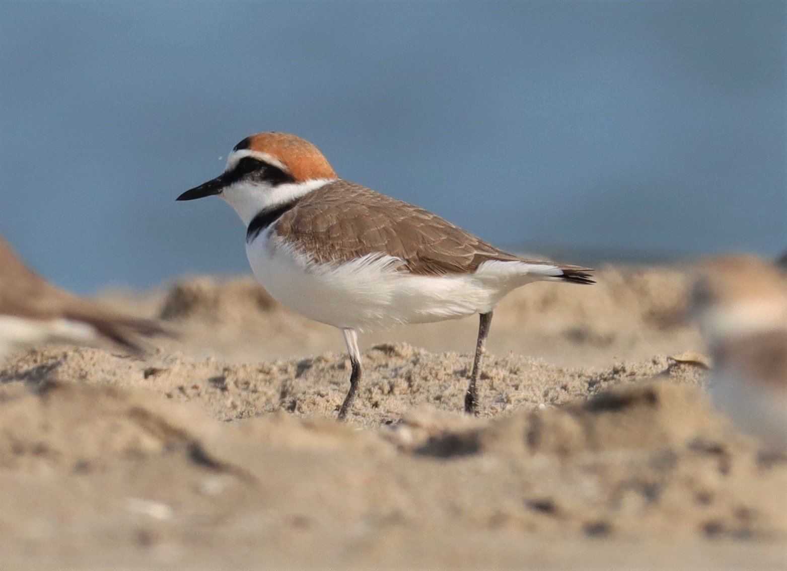 PLOVER - GREATER SAND-PLOVER -Charadrius leschenaultii - PAK THALE PETBURI (73).jpg