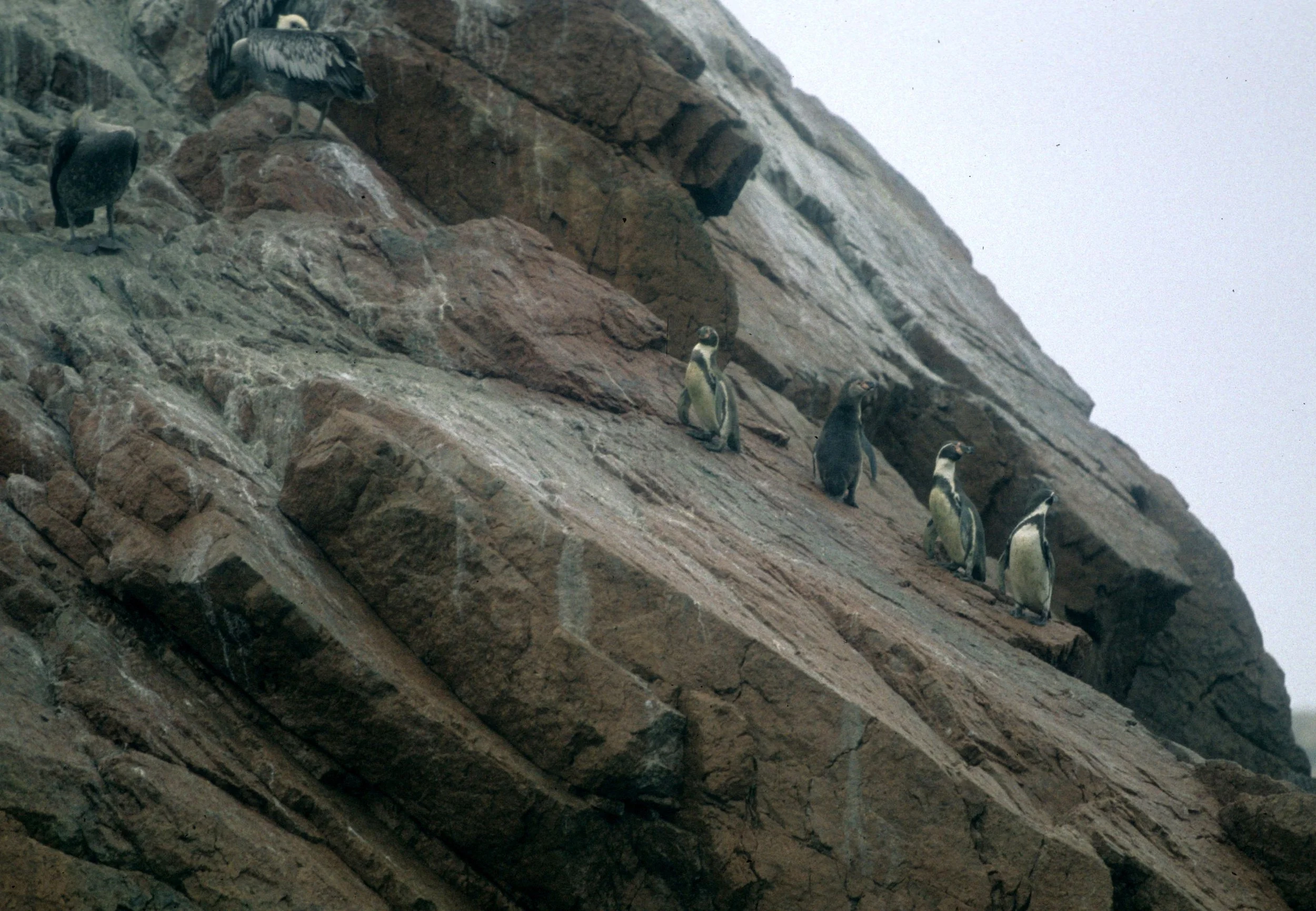 Humboldt Penguin (Spheniscus humboldti) Paracas Peru (2).jpg