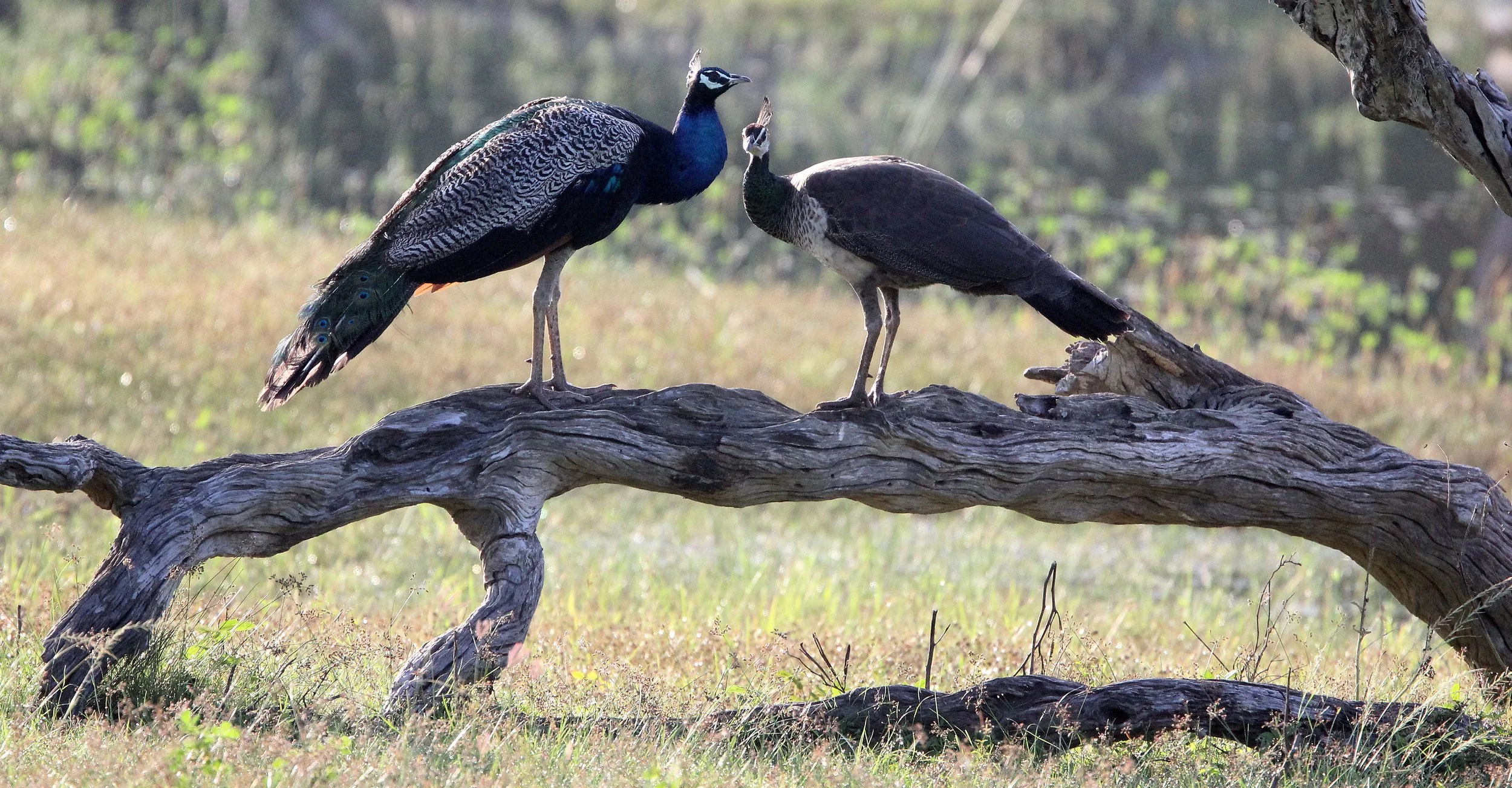 PEACOCK - INDIAN PEAFOWL - Pavo cristatus - YALA NATIONAL PARK SRI LANKA (24).JPG