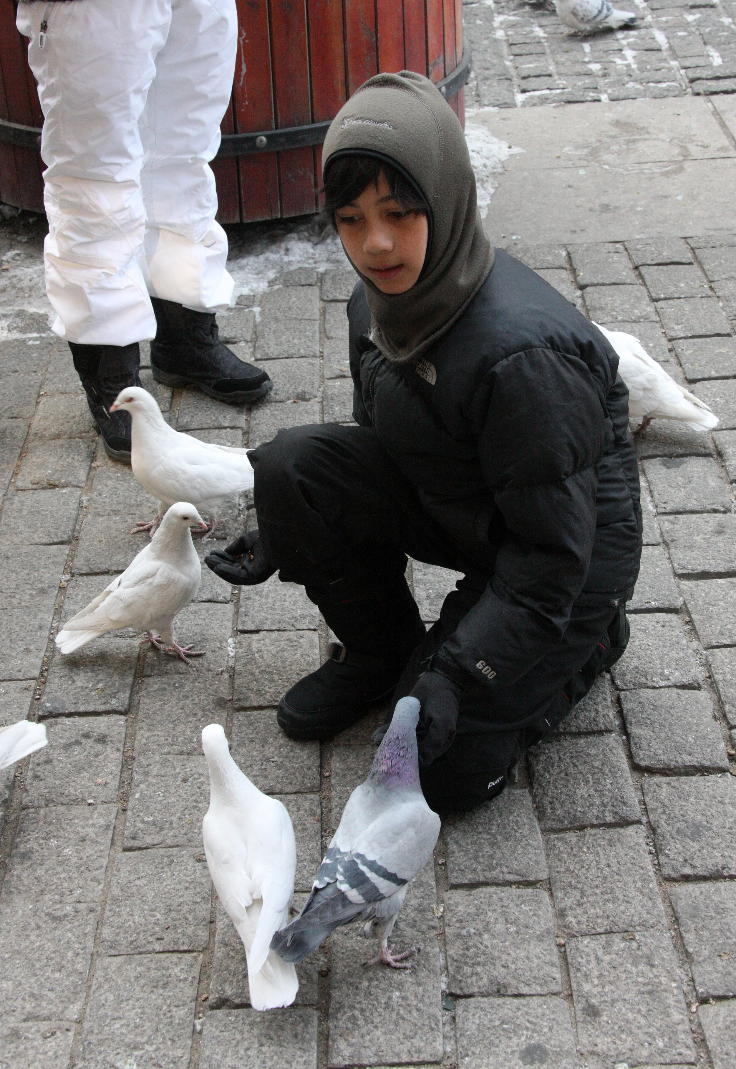 BIRD - PIGEON - HARBIN CHINA (1).JPG