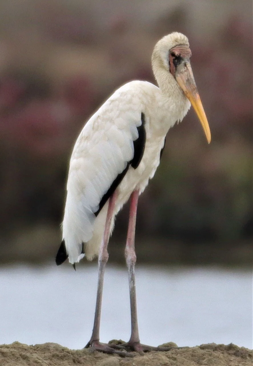 STORK - MILKY STORK - Mycteria cinerea - KHLONG TAMRU CHONBURI (50).jpg