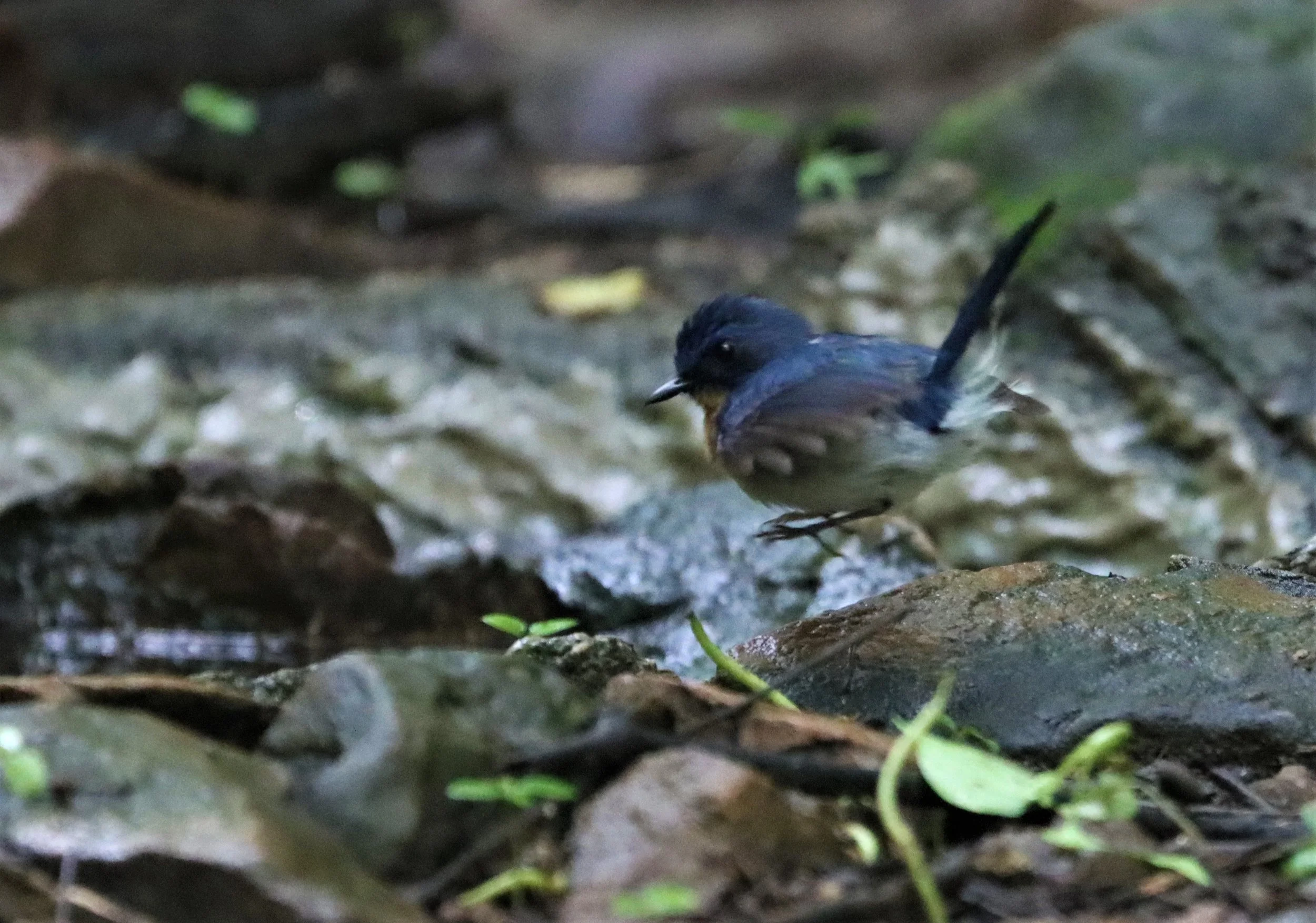 FLYCATCHER - INDOCHINESE BLUE-FLYCATCHER - Cyornis sumatrensis - LUNG SIN HIDE KAENG KRACHAN (2).jpg
