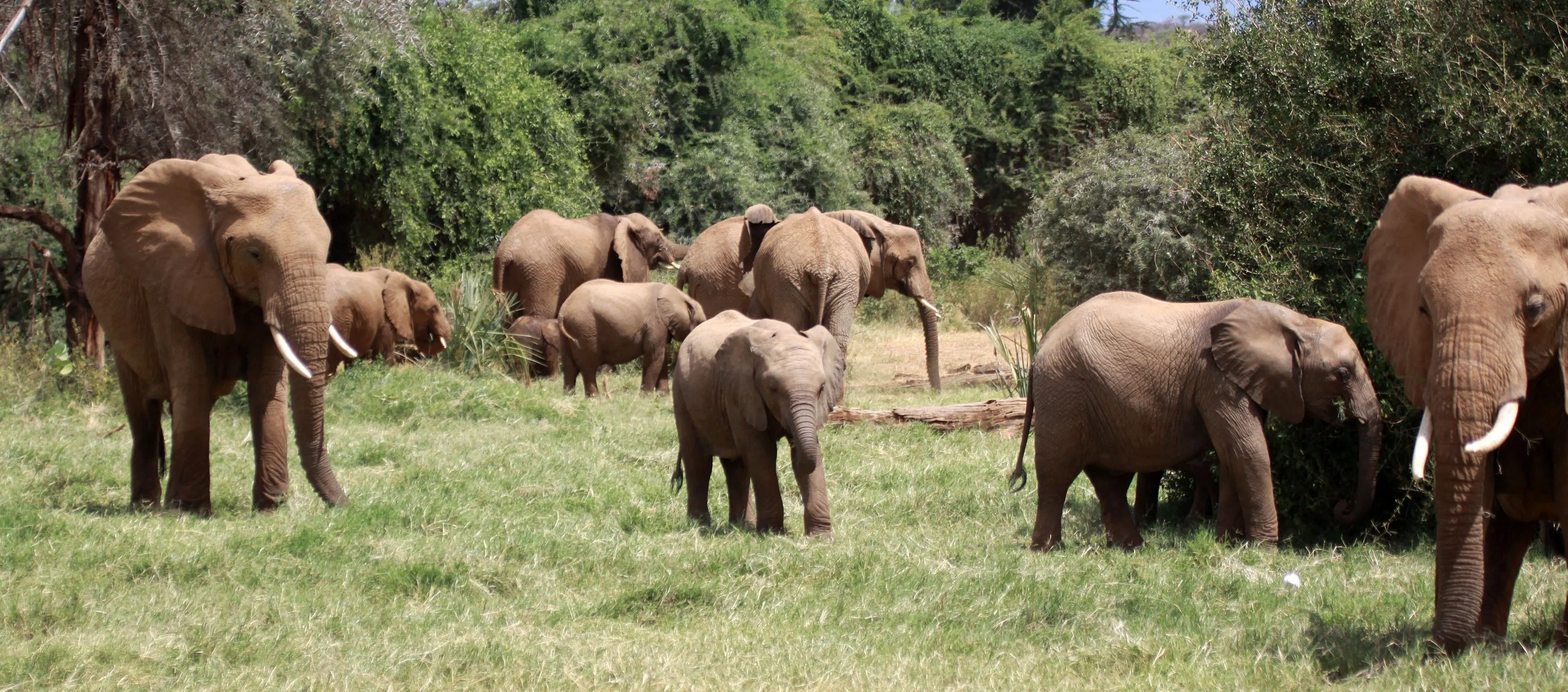 ELEPHANT -  SAMBURU NATIONAL RESERVE KENYA (9).JPG