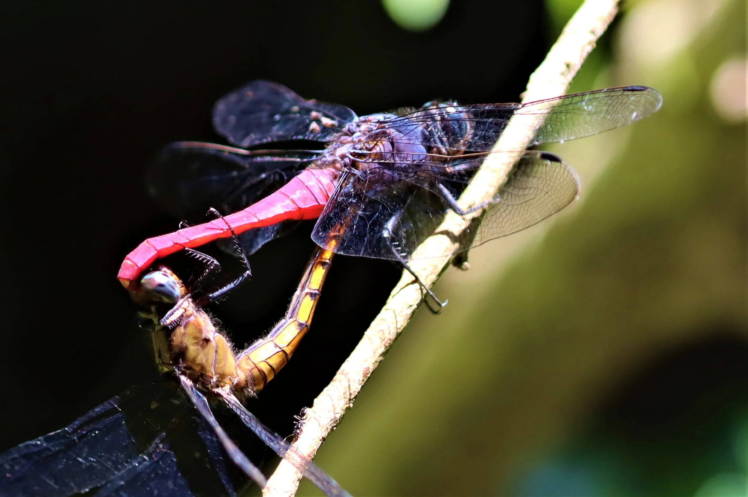 Likely Crimson-tailed Marsh Hawks (Orthetrum pruinosum) or a very similar species like the Brown-backed Red Marsh Hawk (Orthetrum chrysis) in what is known as a "mating wheel". 