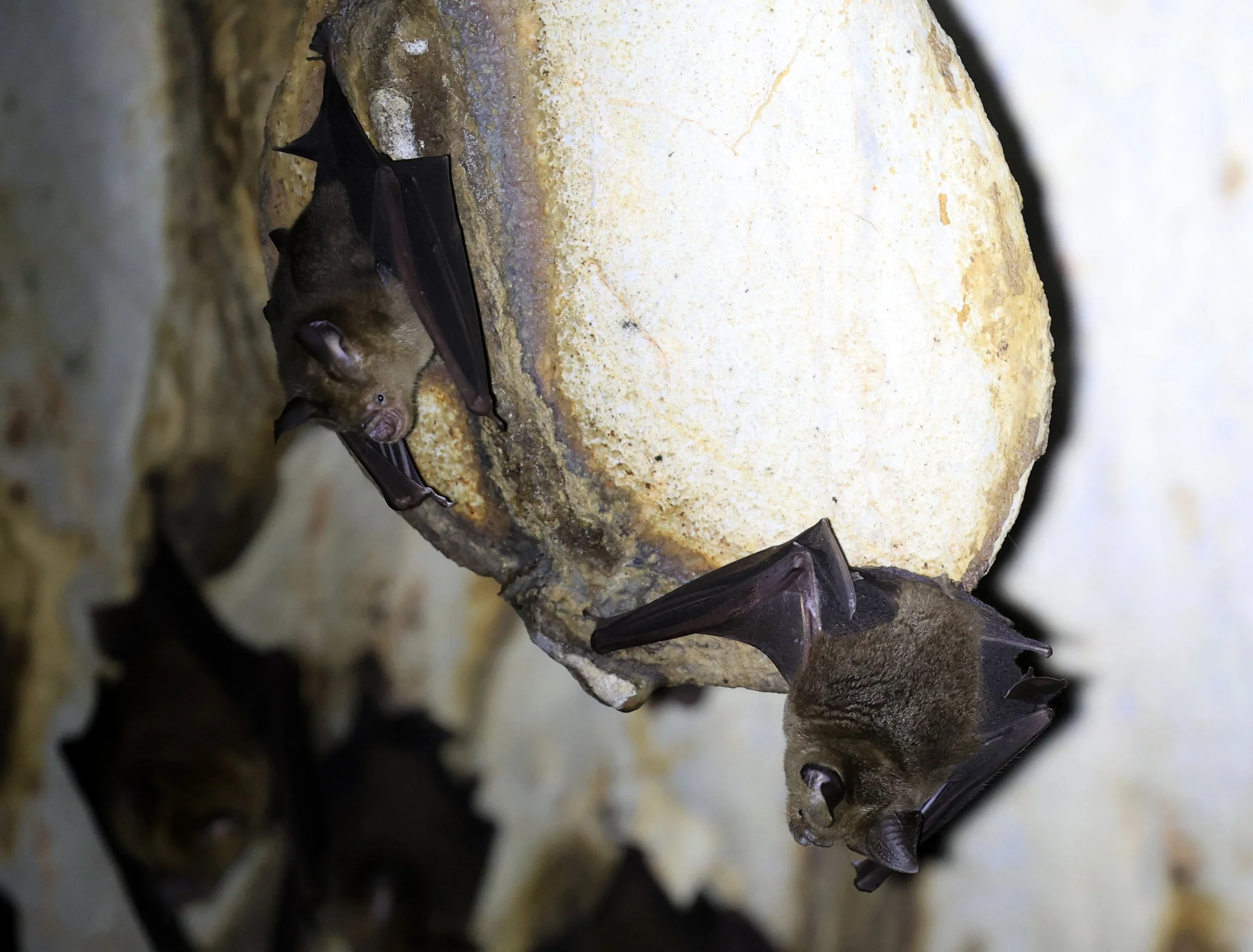 Horsfield’s Leaf-nosed Bat (Hipposideros.larvatus) Wat Tham Sila Thong Temple Pak Chong Thailand near Khao Yai (89).jpg