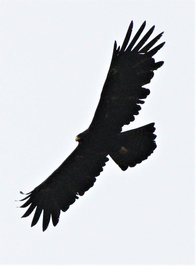 Black Eagle (Ictinaetus malaiensis)